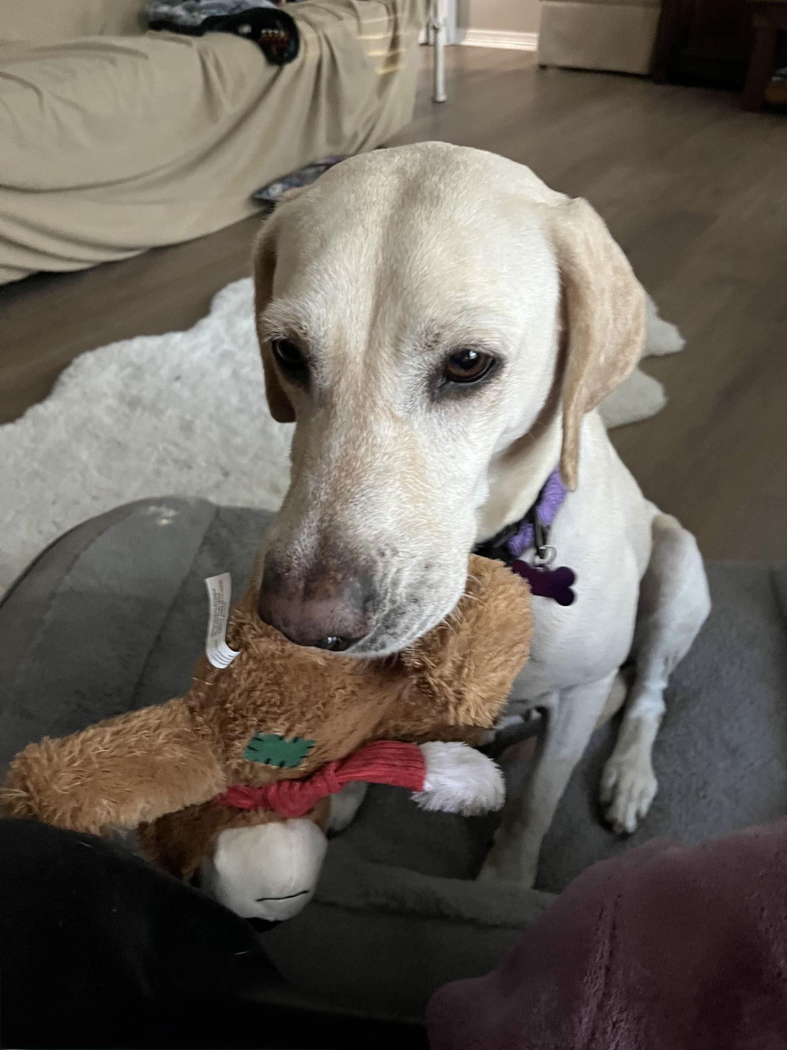 Enlarge Layla, a Adoptable Labrador Retriever in Fort Worth, TX image 1/3