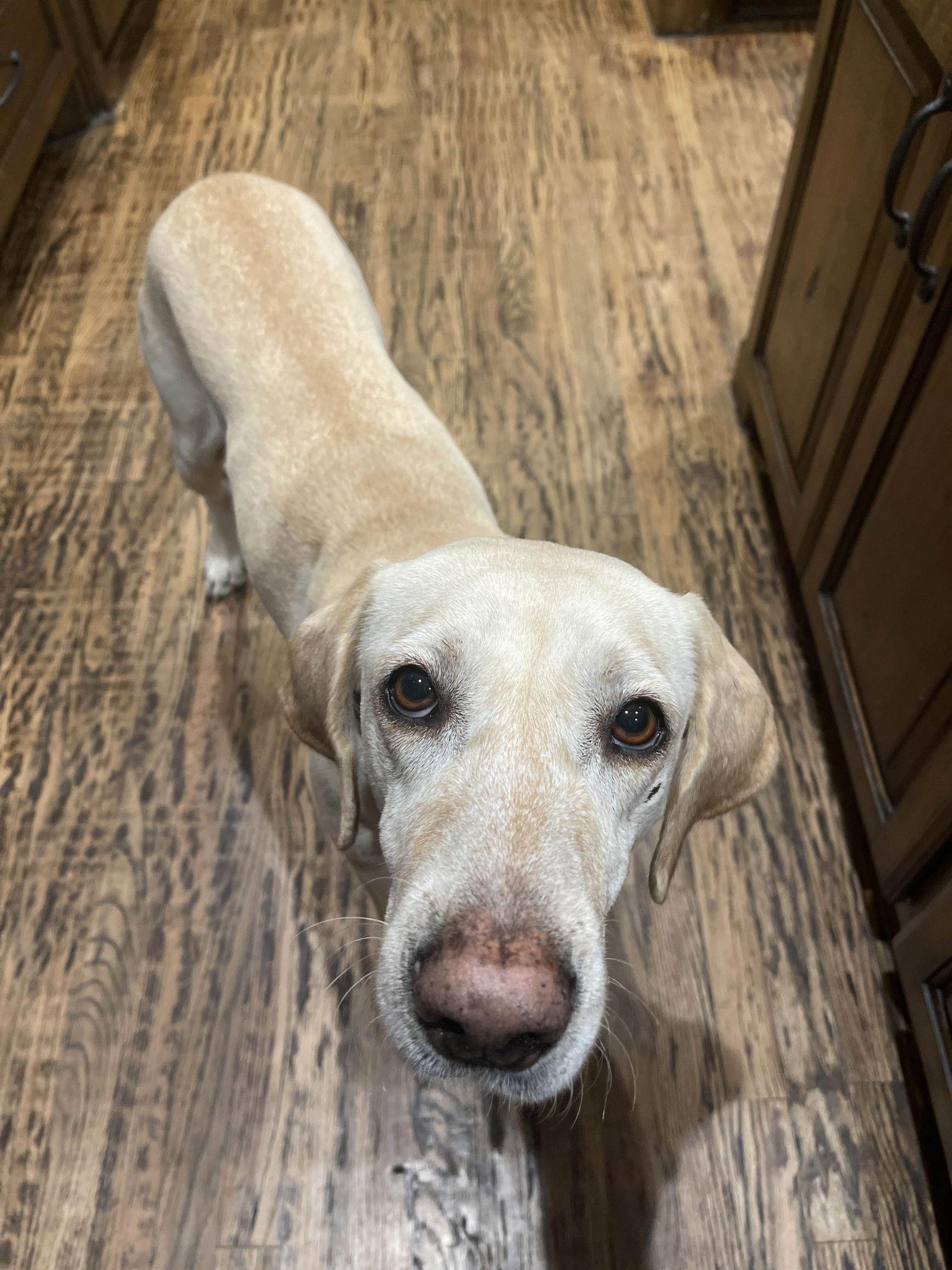 Enlarge Layla, a Adoptable Labrador Retriever in Fort Worth, TX image 2/3