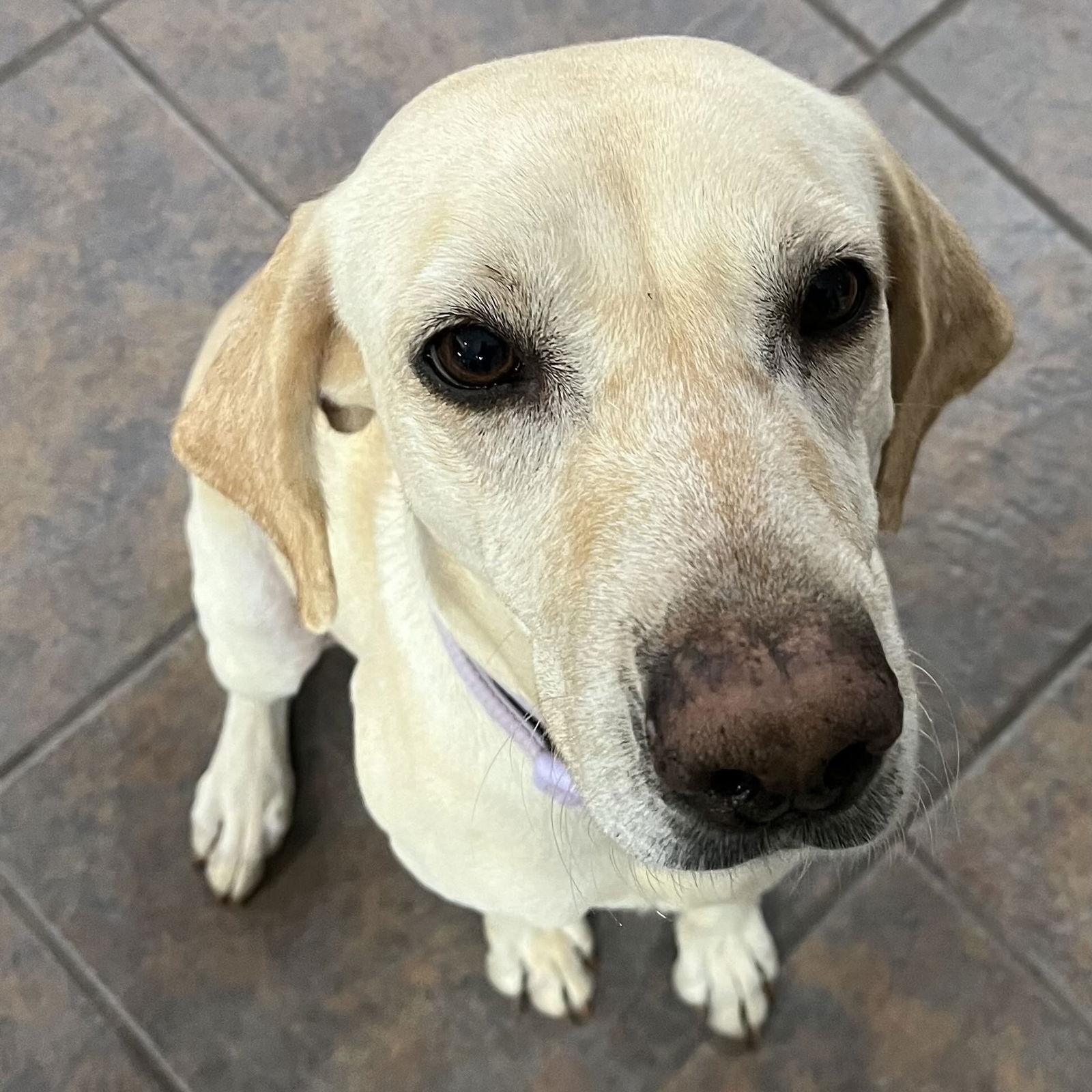 Enlarge Layla, a Adoptable Labrador Retriever in Fort Worth, TX image 2/3