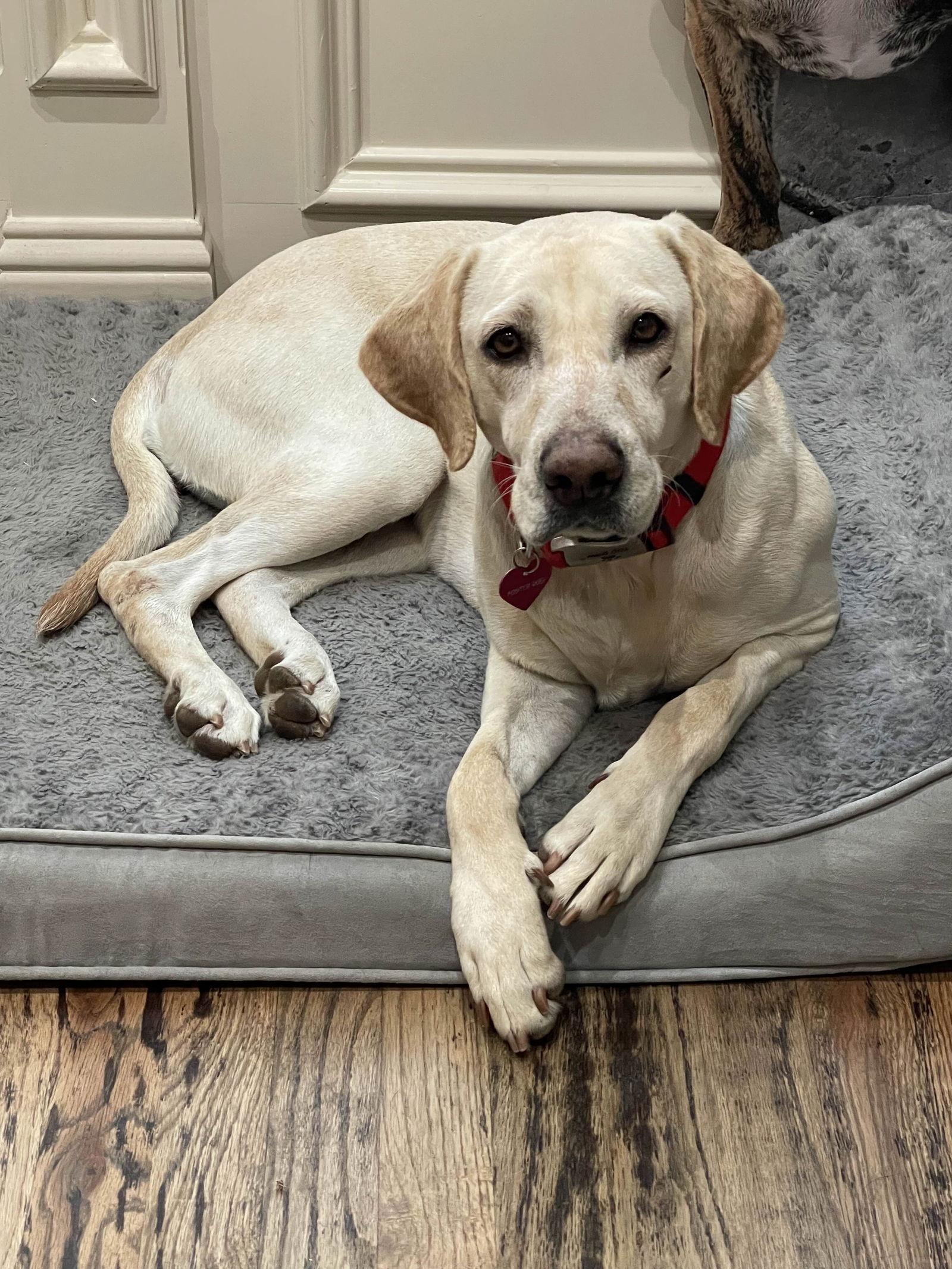 Enlarge Layla, a Adoptable Labrador Retriever in Fort Worth, TX image 3/3
