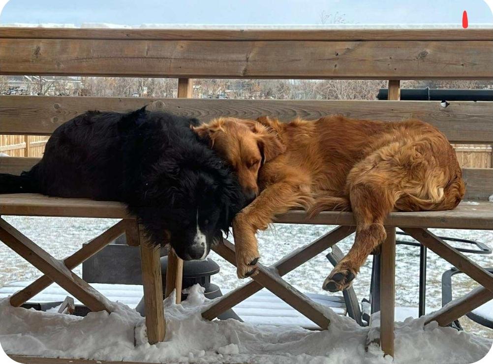 Hank & Finn, an adoptable Golden Retriever, Bernese Mountain Dog in Winnipeg, MB, R3E 2Z9 | Photo Image 2
