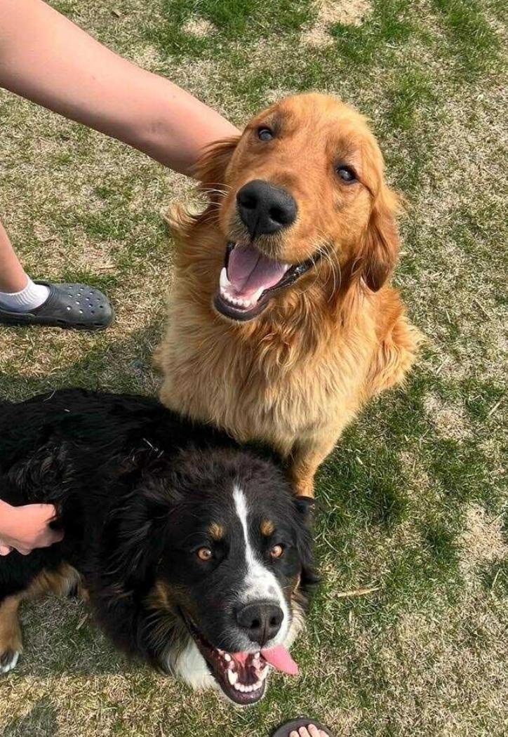 Hank & Finn, an adoptable Golden Retriever, Bernese Mountain Dog in Winnipeg, MB, R3E 2Z9 | Photo Image 4