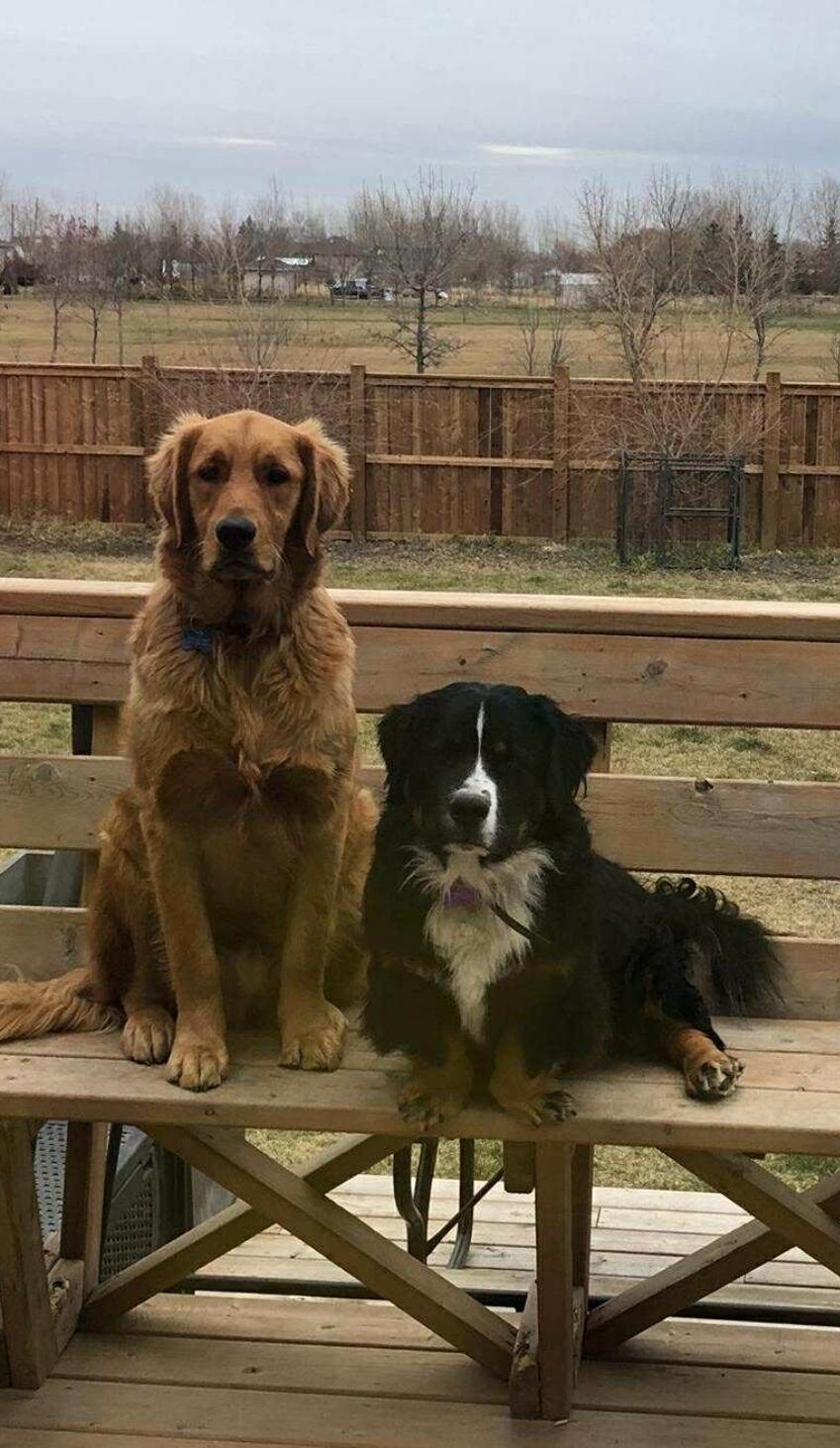 Hank & Finn, an adoptable Golden Retriever, Bernese Mountain Dog in Winnipeg, MB, R3E 2Z9 | Photo Image 1