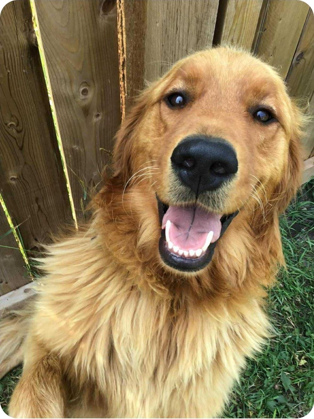 Hank & Finn, an adoptable Golden Retriever, Bernese Mountain Dog in Winnipeg, MB, R3E 2Z9 | Photo Image 5