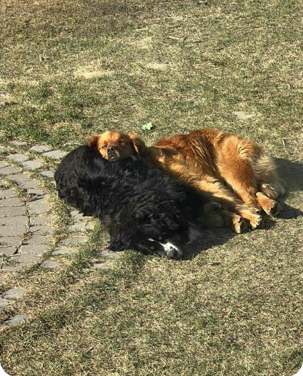 Hank & Finn, an adoptable Golden Retriever, Bernese Mountain Dog in Winnipeg, MB, R3E 2Z9 | Photo Image 3
