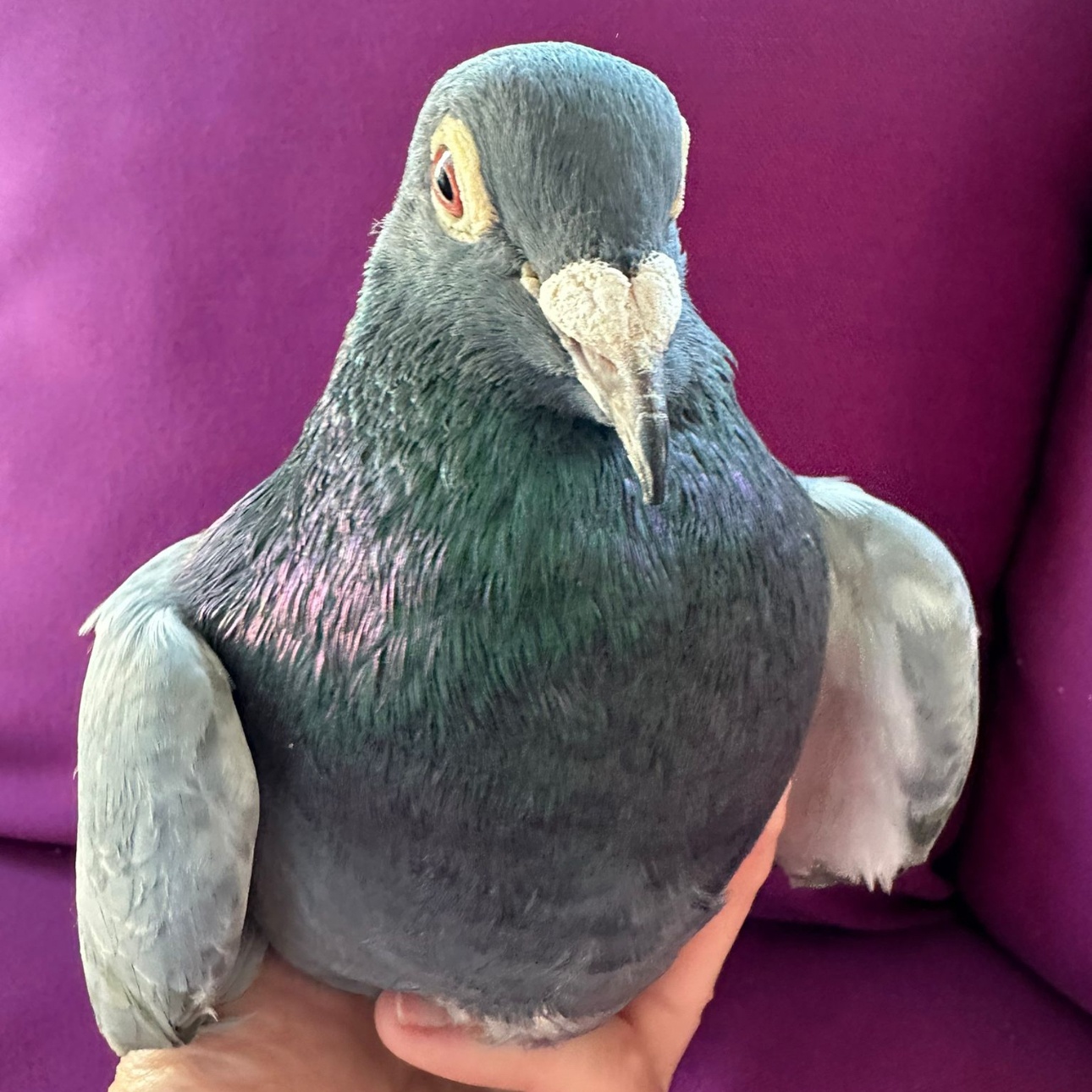 Shokupan, a Adoptable Pigeon in Chicago, IL image 2/3