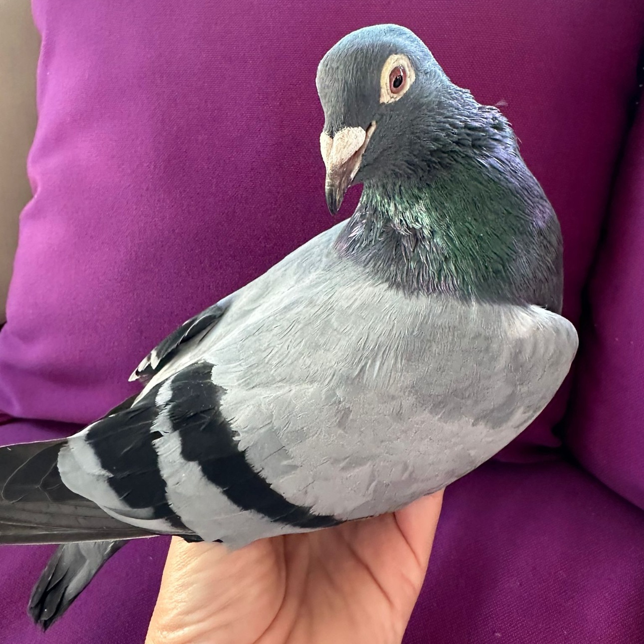Shokupan, a Adoptable Pigeon in Chicago, IL image 1/3