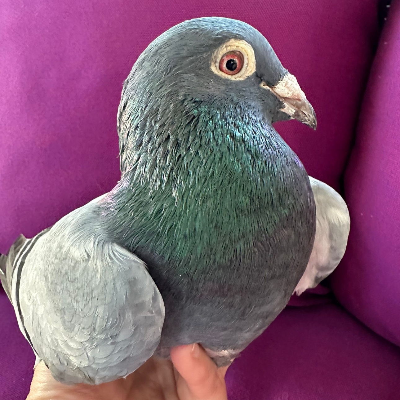 Shokupan, a Adoptable Pigeon in Chicago, IL image 3/3