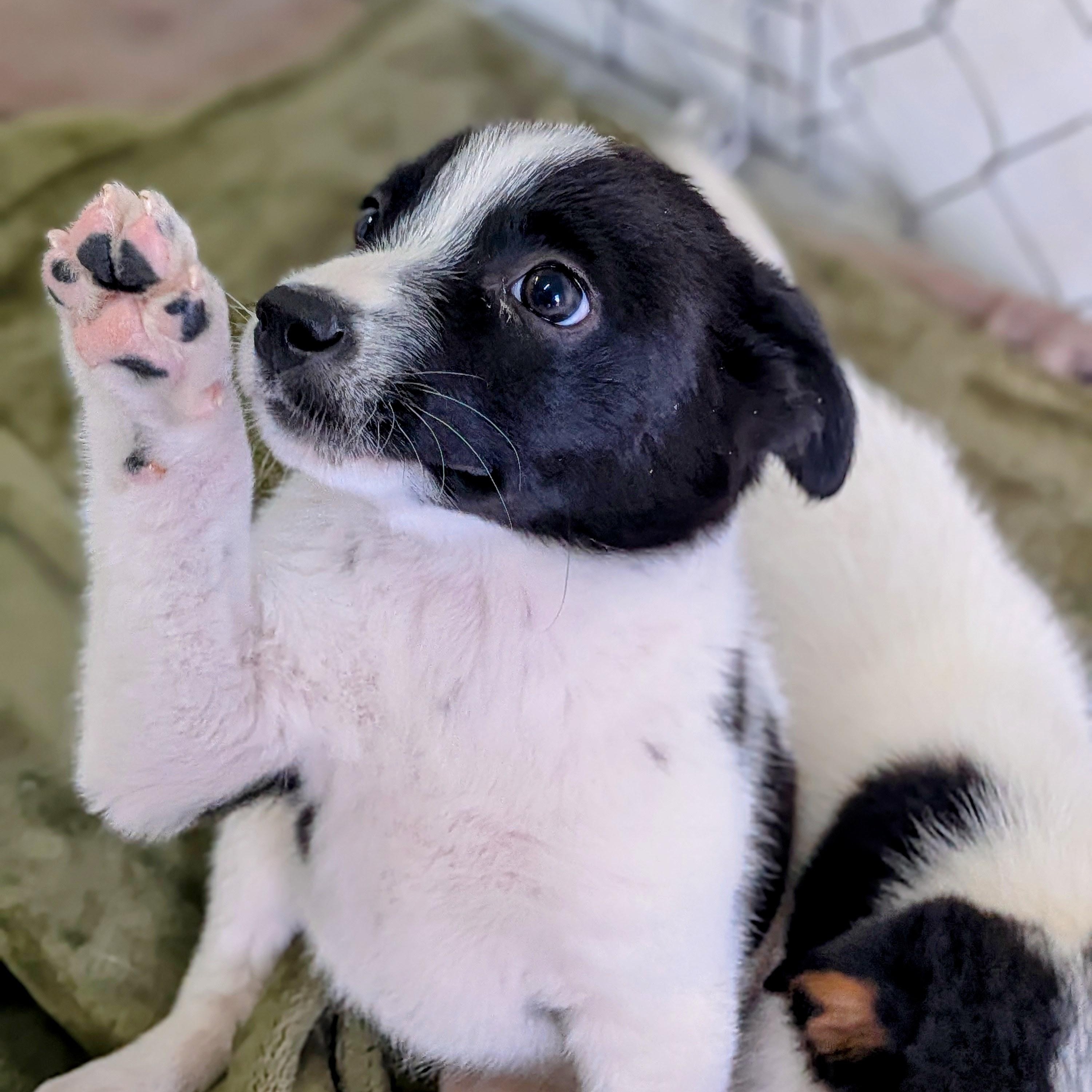 Enlarge Cozy, an adopted mixed breed in St. George, UT image 5/5
