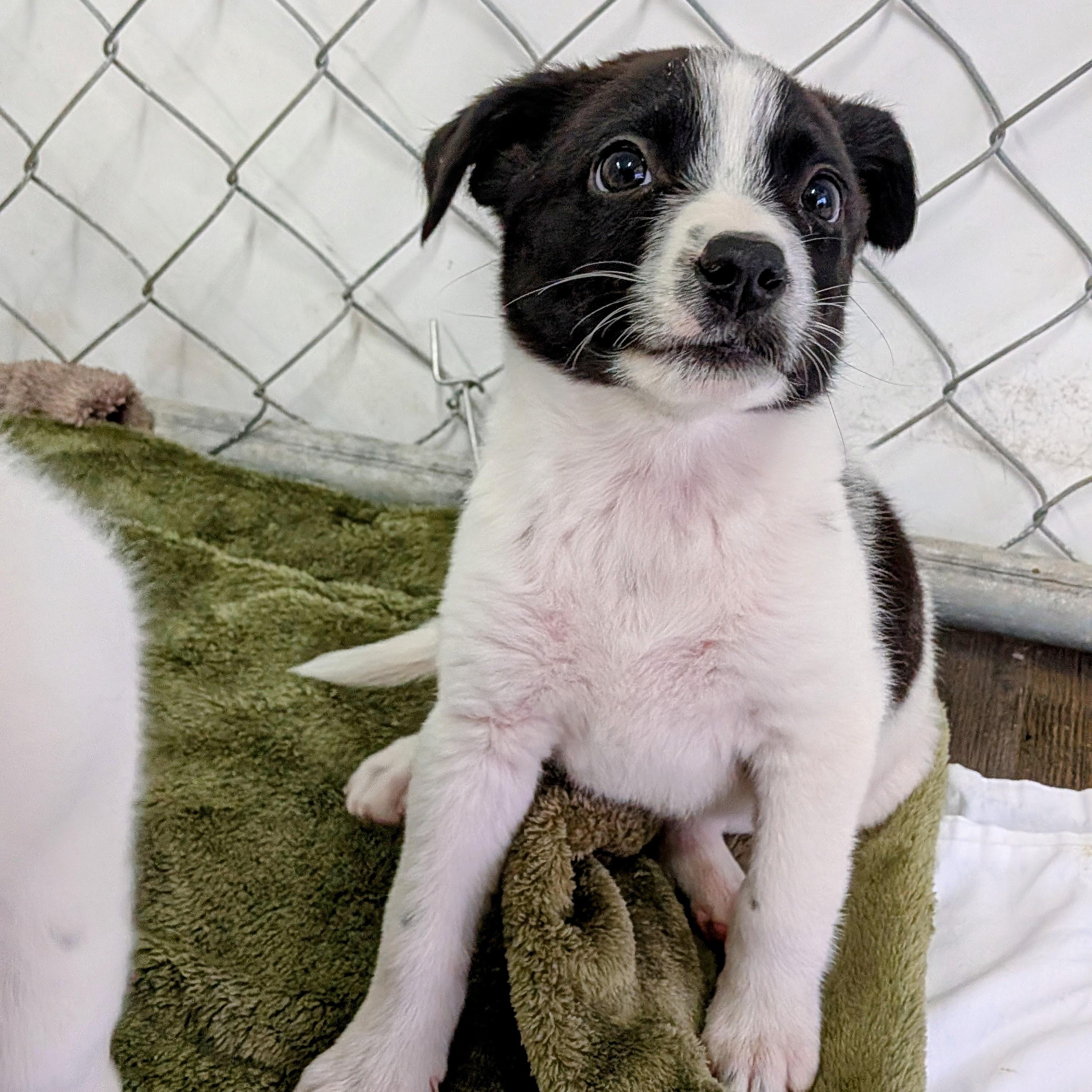 Enlarge Cozy, an adopted mixed breed in St. George, UT image 4/5