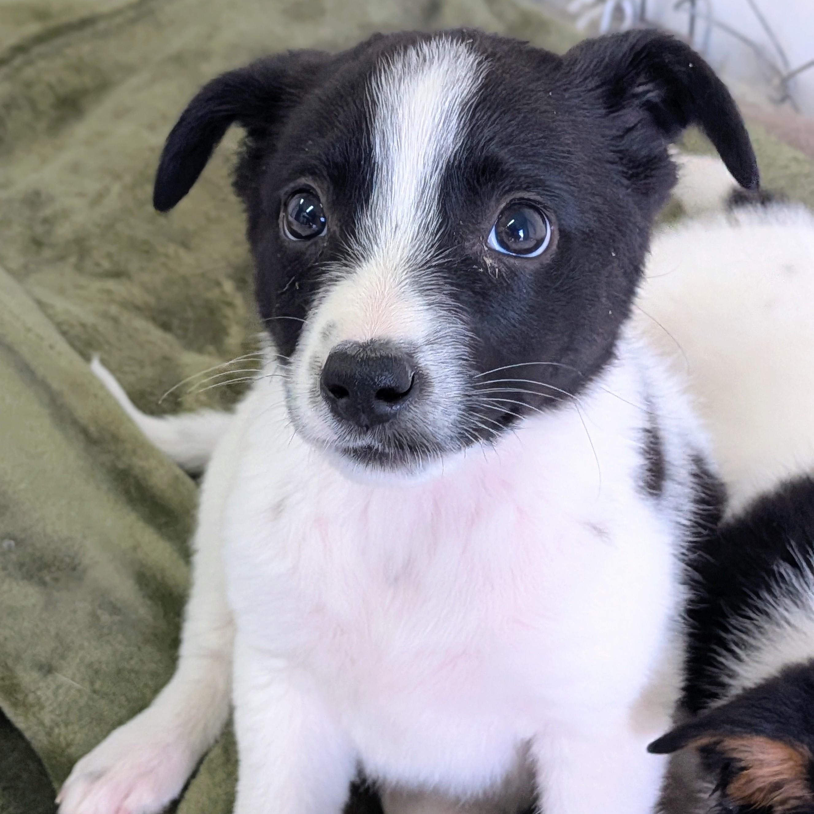 Enlarge Cozy, an adopted mixed breed in St. George, UT image 1/5