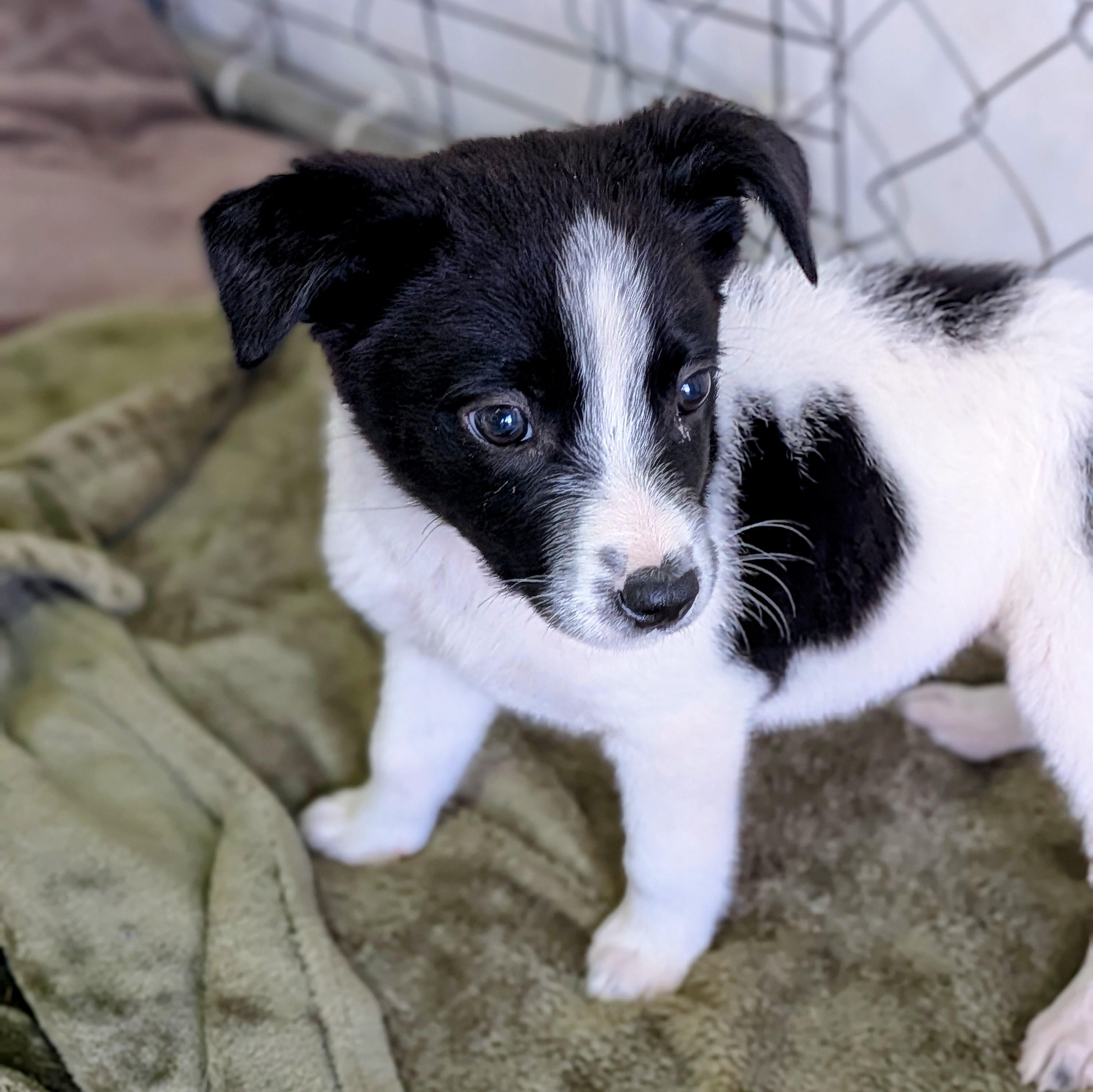 Enlarge Cozy, an adopted mixed breed in St. George, UT image 2/5