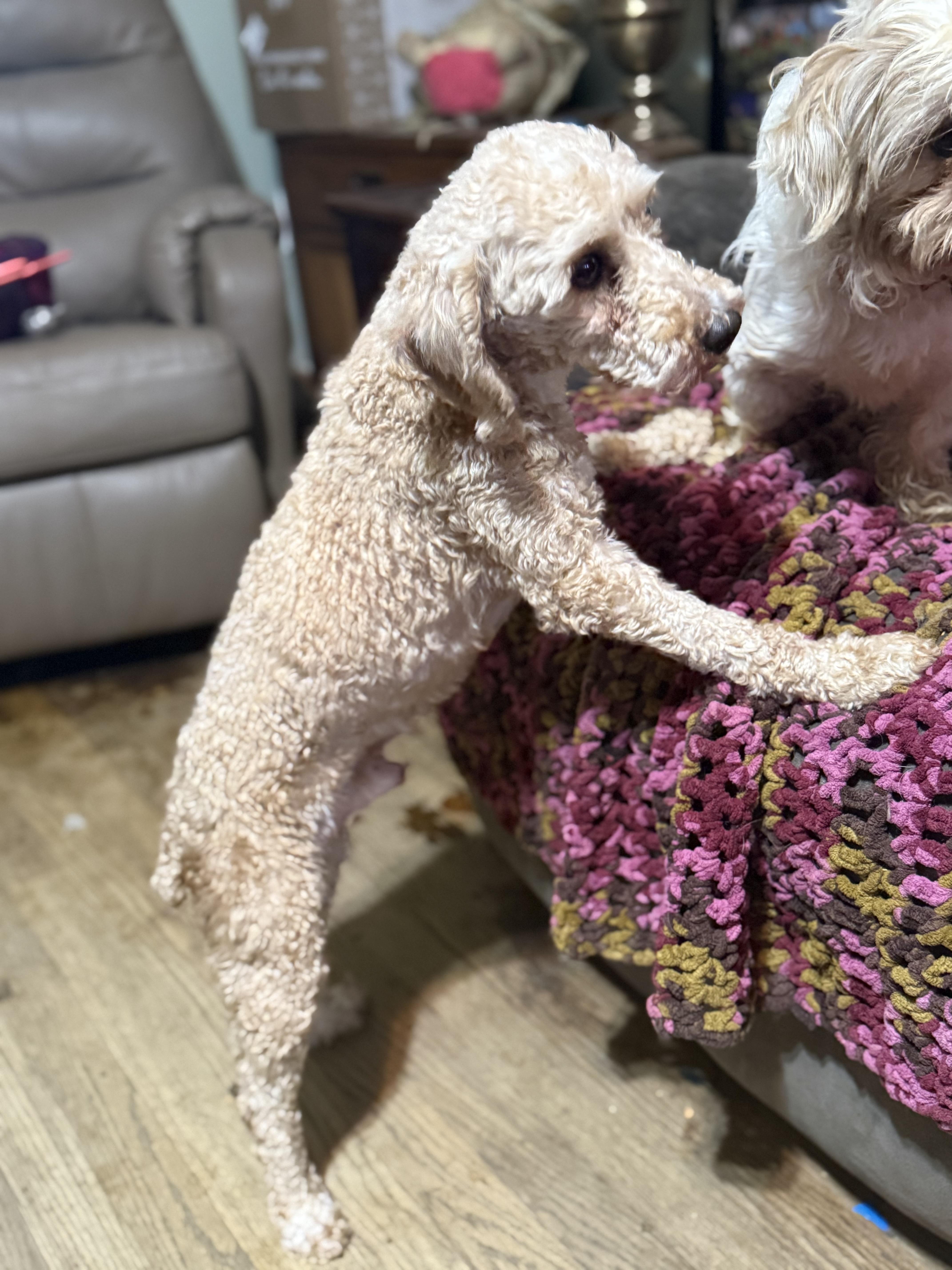 Enlarge Finley, an adopted Miniature Poodle in Delmar, NY image 1/5