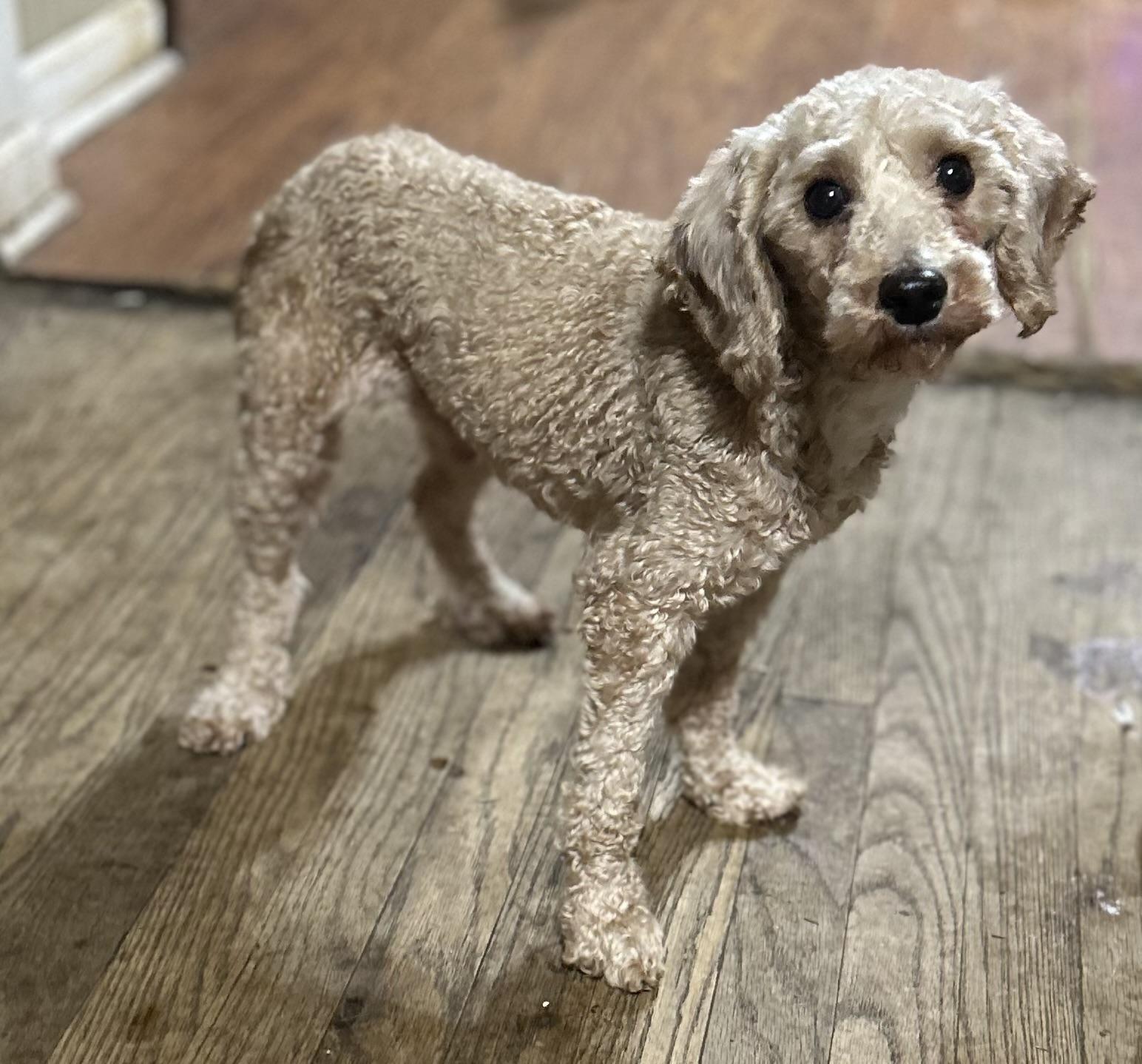 Enlarge Finley, an adopted Miniature Poodle in Delmar, NY image 2/5