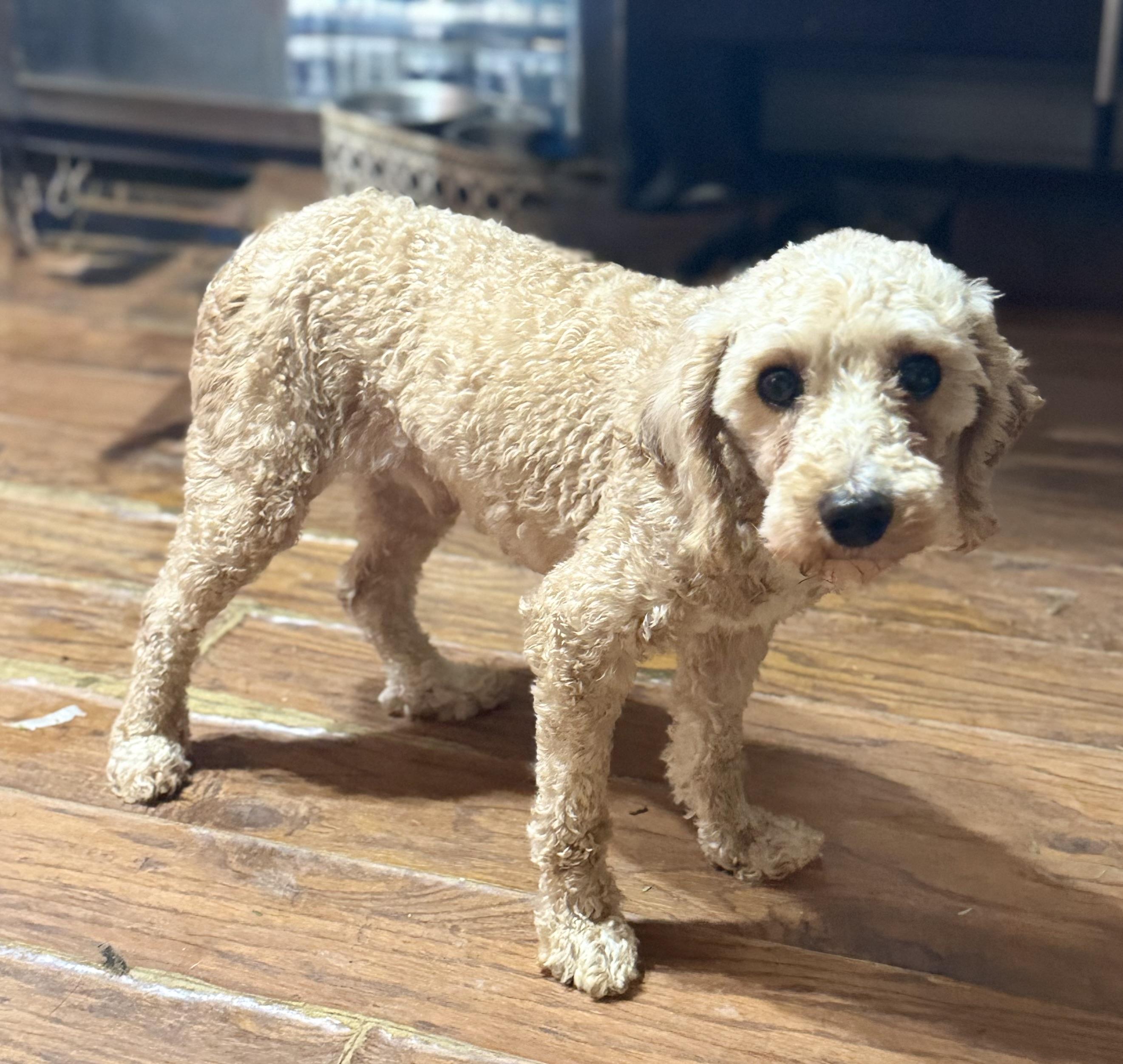 Enlarge Finley, an adopted Miniature Poodle in Delmar, NY image 3/5
