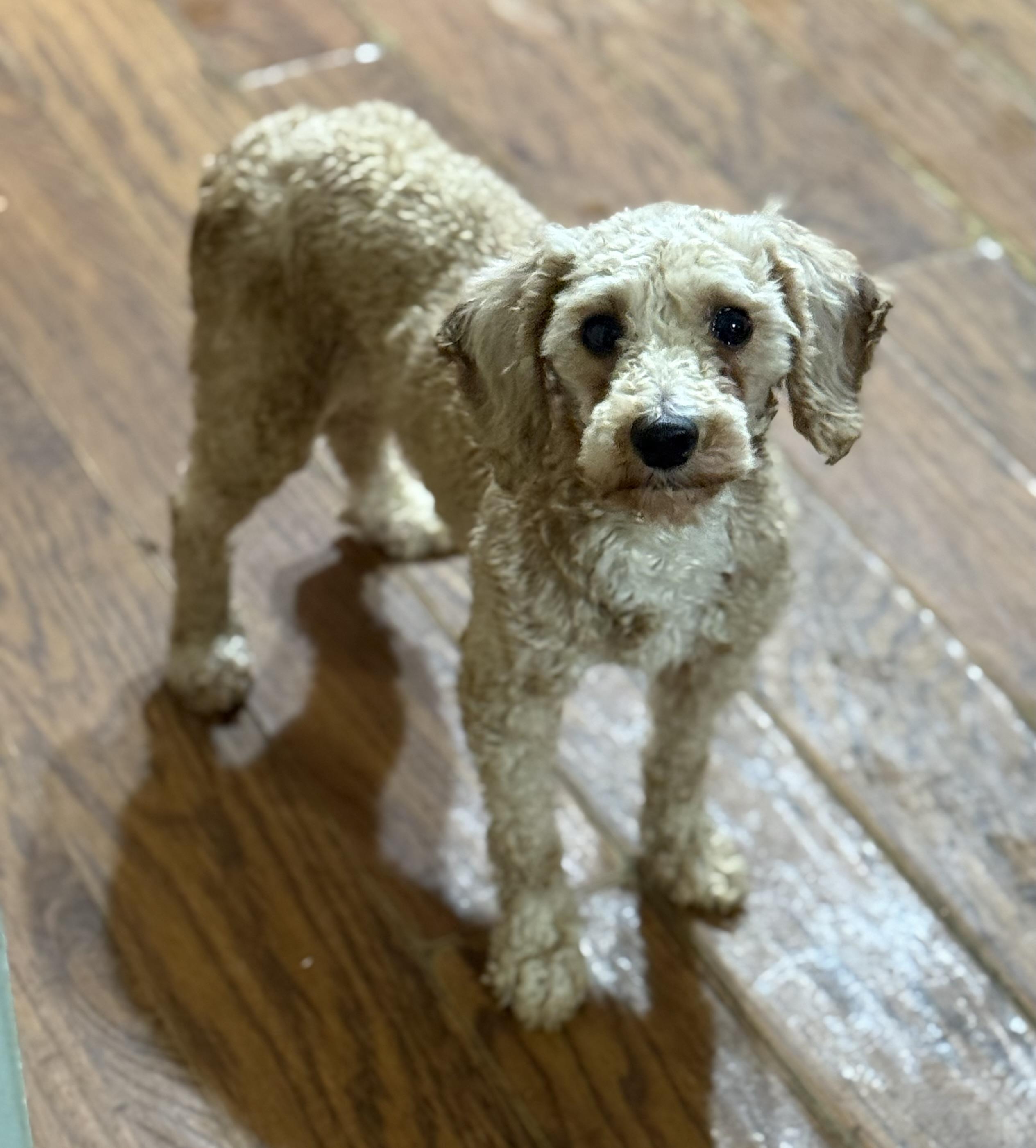 Enlarge Finley, an adopted Miniature Poodle in Delmar, NY image 4/5