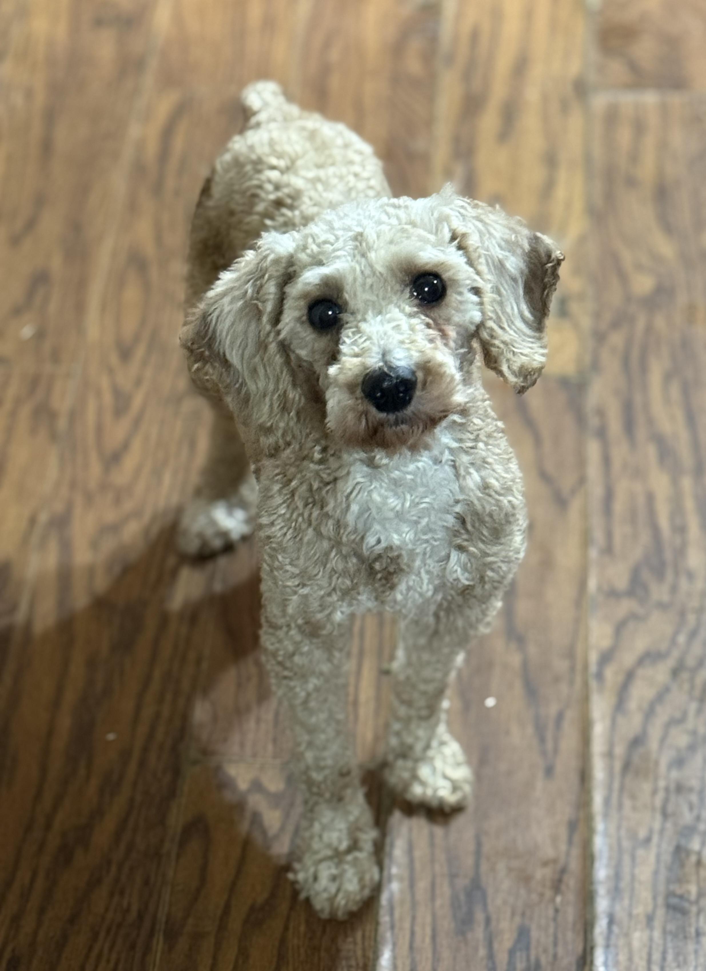 Enlarge Finley, an adopted Miniature Poodle in Delmar, NY image 5/5