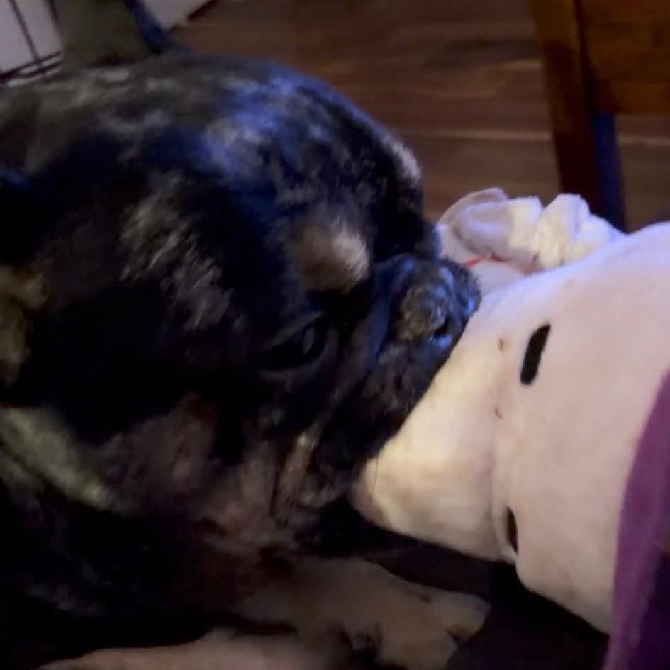 Diesel, Adoptable, Adult Male French Bulldog.