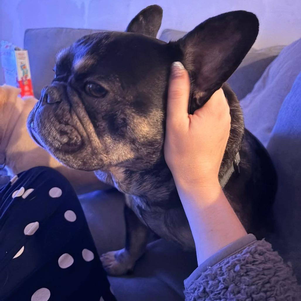 Enlarge Diesel, a Adoptable French Bulldog in Huber Heights, OH image 2/4