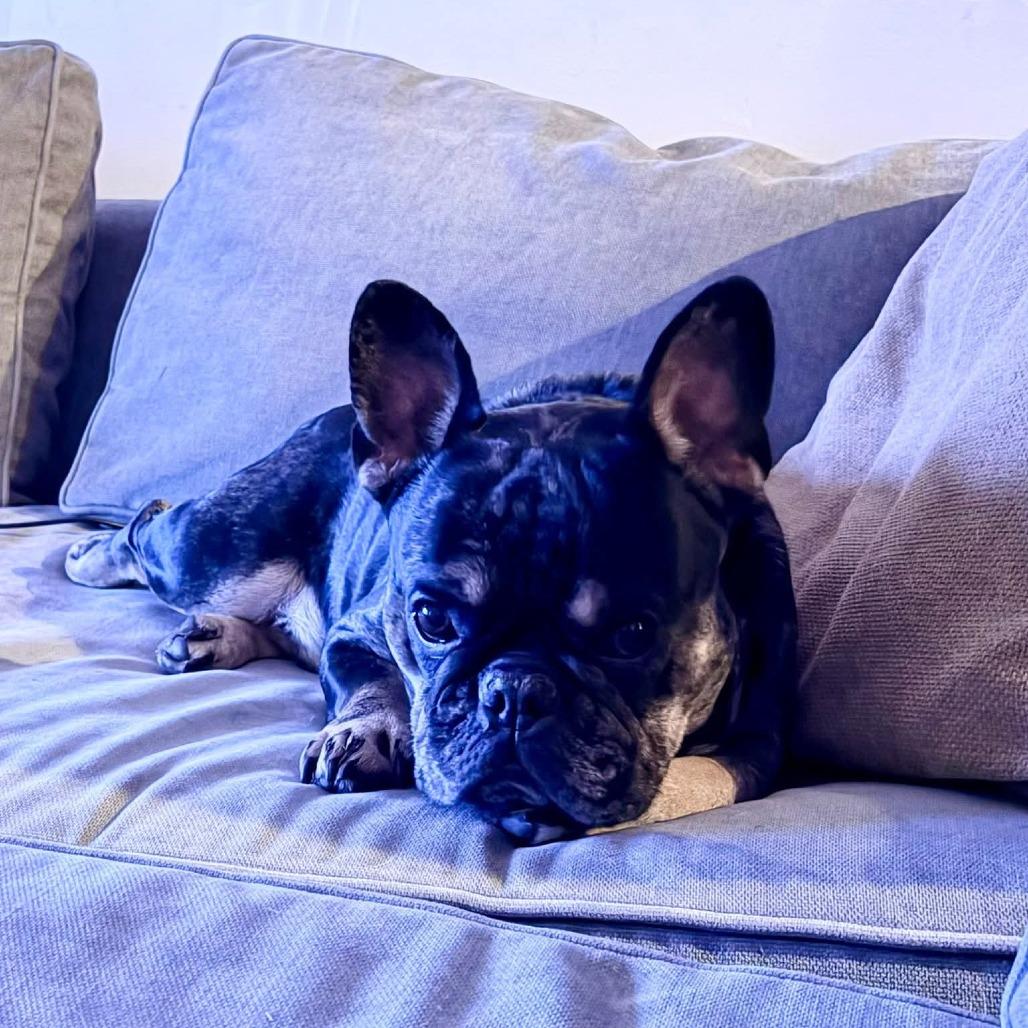 Enlarge Diesel, a Adoptable French Bulldog in Huber Heights, OH image 3/4