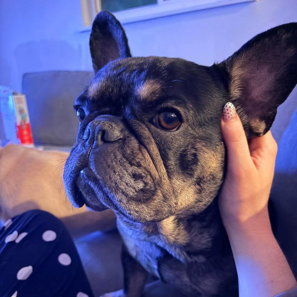 Enlarge Diesel, a Adoptable French Bulldog in Huber Heights, OH image 4/4