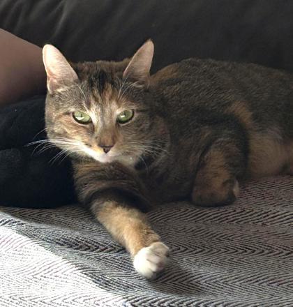 Violet, Adoptable, Adult Female Domestic Short Hair & Domestic Short Hair.