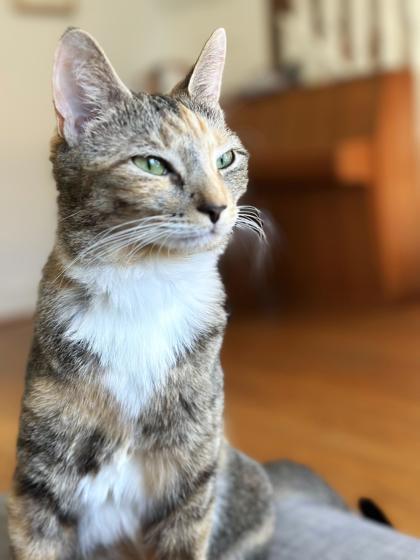 Enlarge Violet, a Adoptable Domestic Short Hair in Washington, DC image 2/2