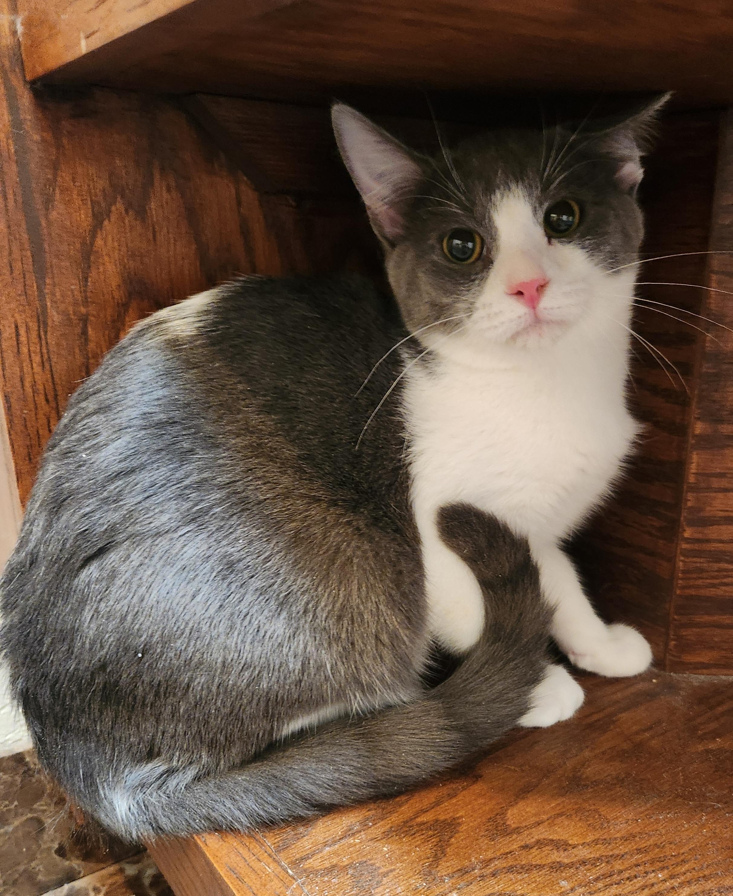 Scooby, Adoptable, Young Male Domestic Short Hair.