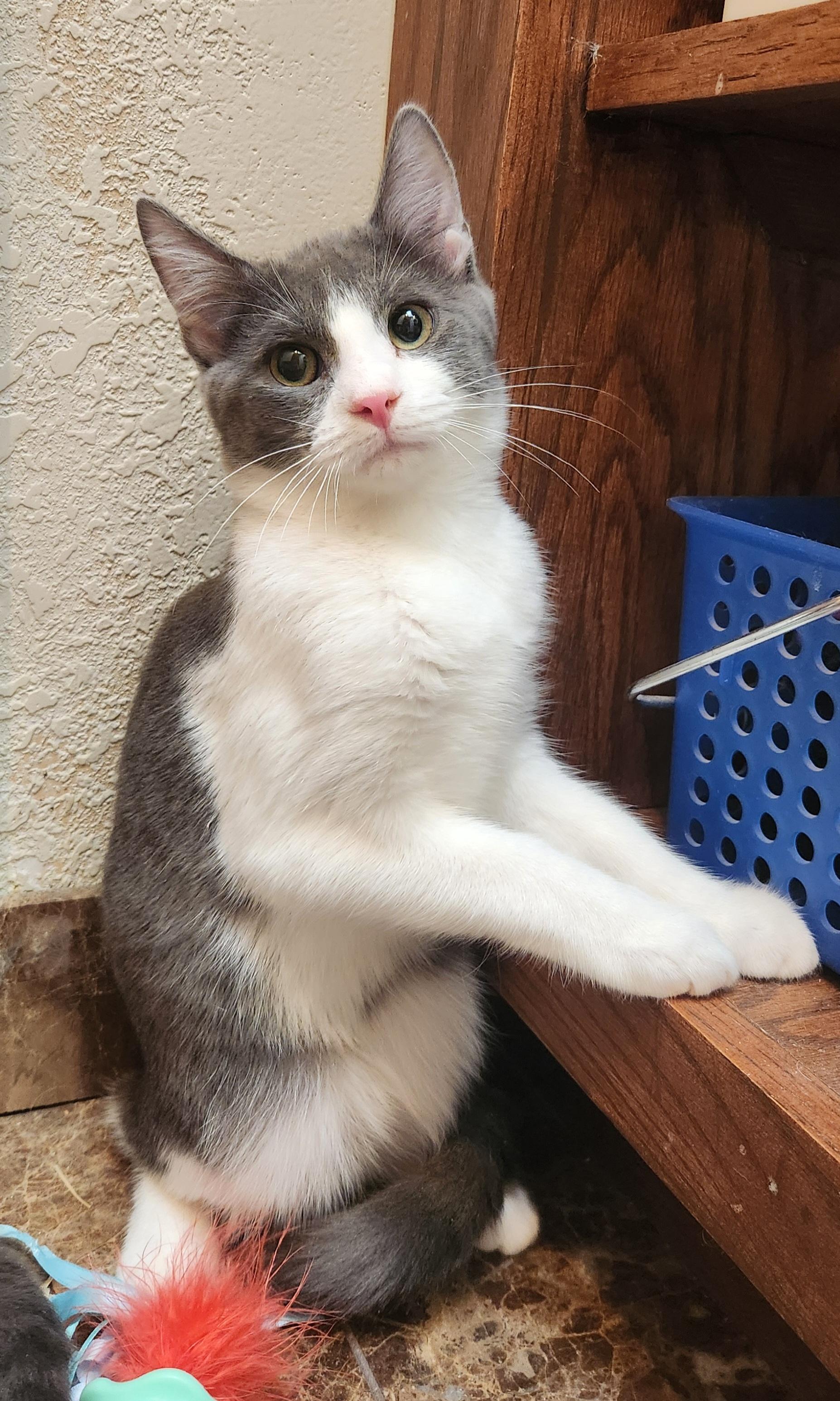 Scooby, a Adoptable mixed breed in Oklahoma City, OK image 2/4