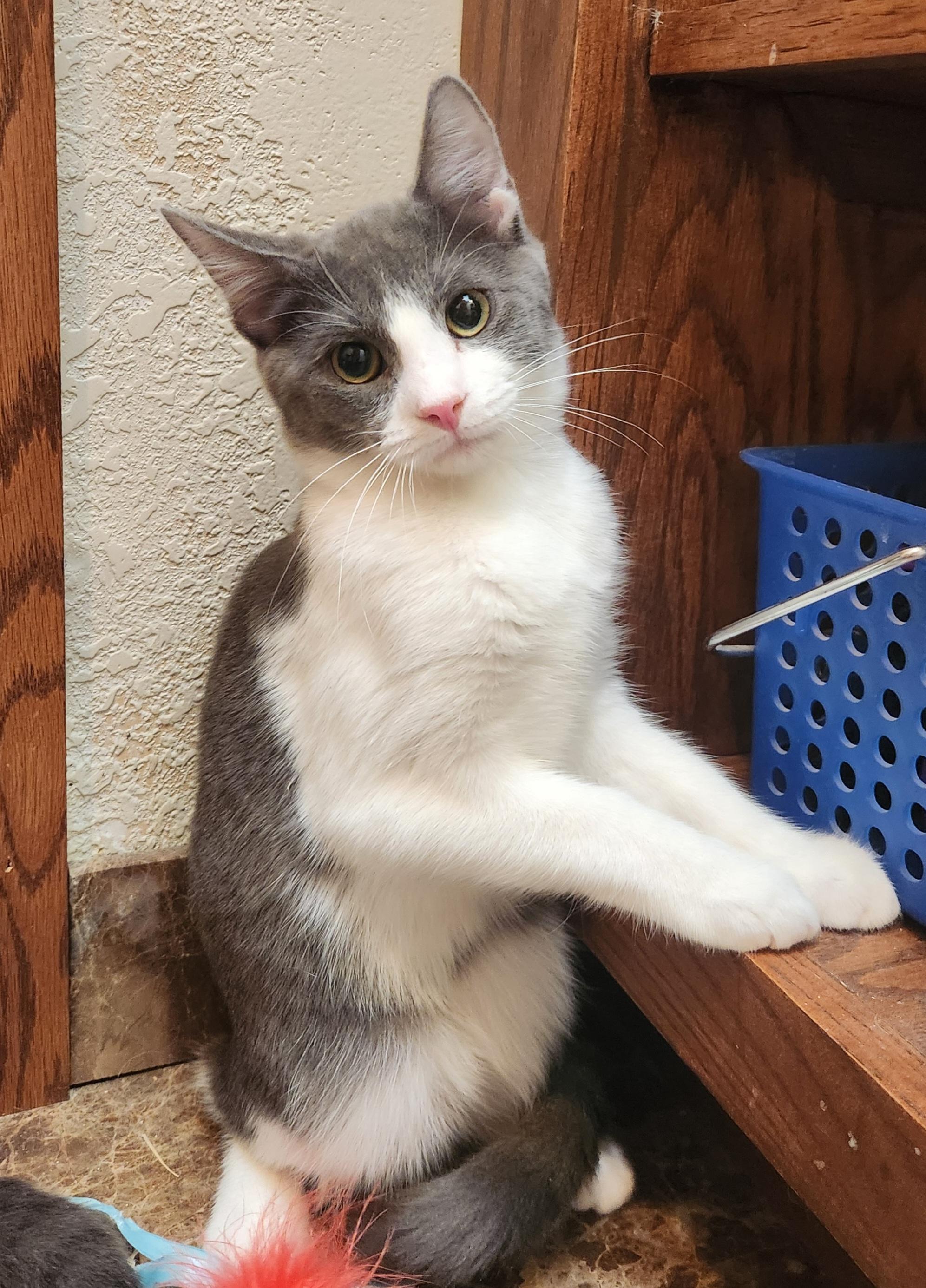 Scooby, a Adoptable mixed breed in Oklahoma City, OK image 3/4