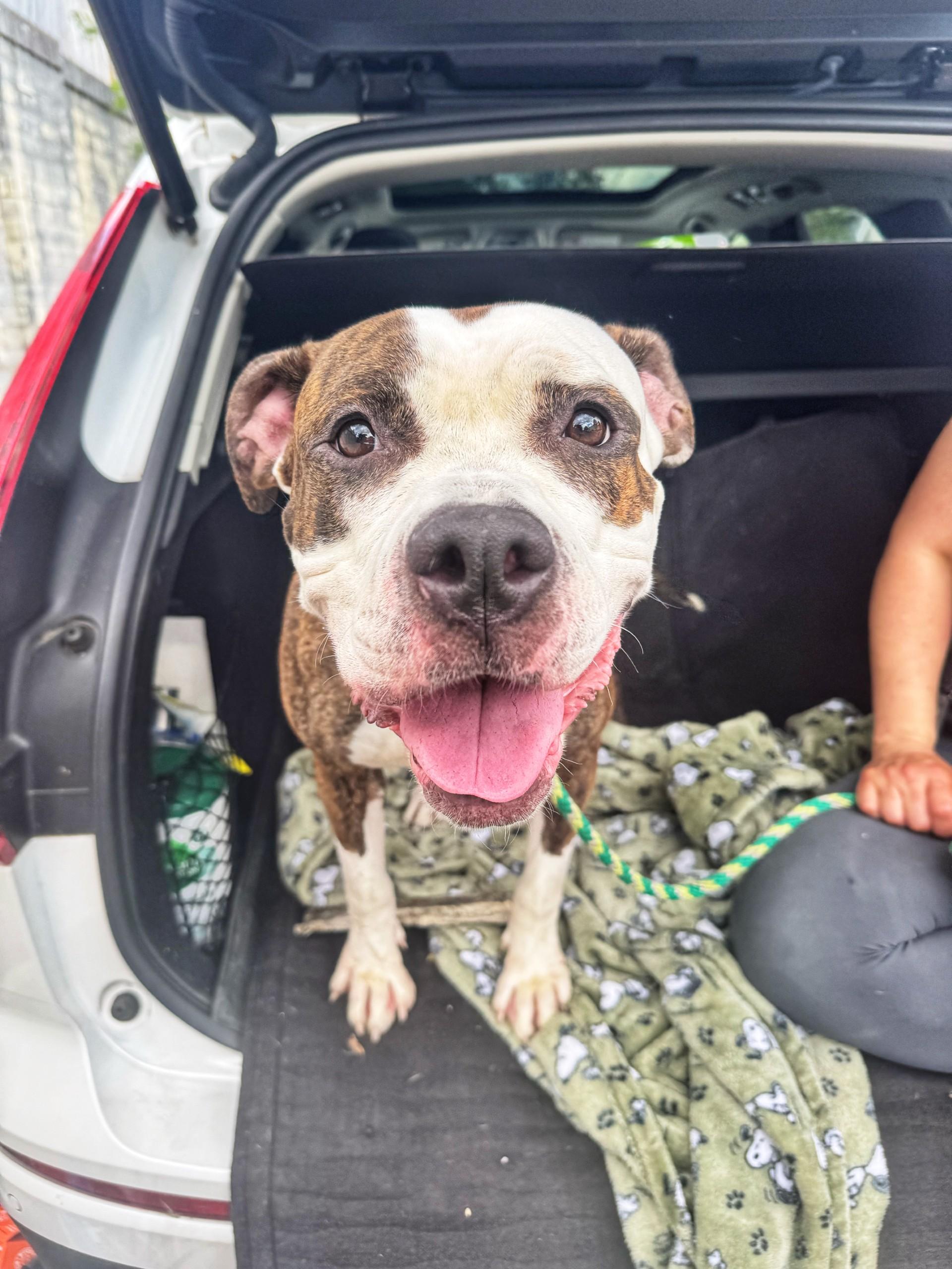 Konga, Adult Female Pit Bull Terrier