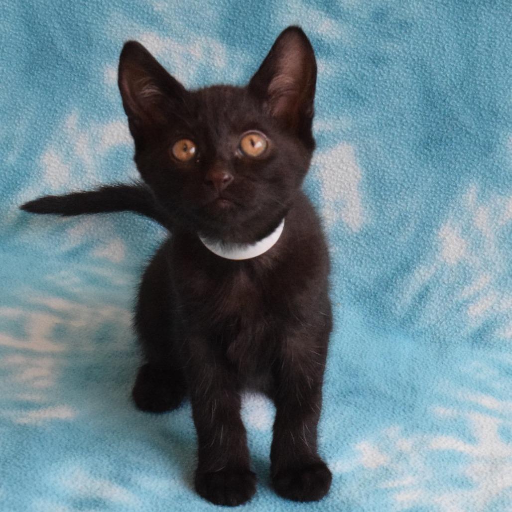Diesel, Adoptable, Kitten Male Domestic Short Hair.