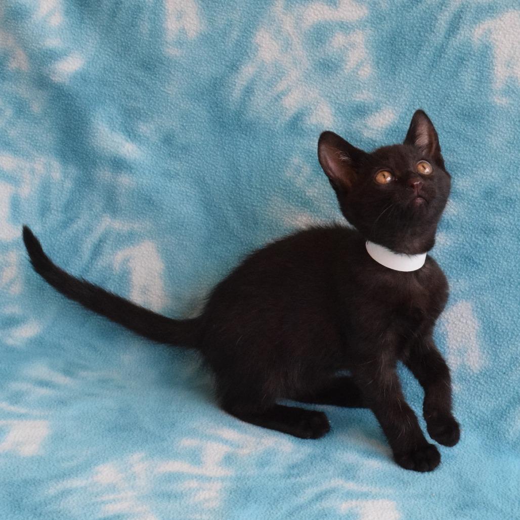 Enlarge Diesel, a Adoptable Domestic Short Hair in Eureka, CA image 2/3