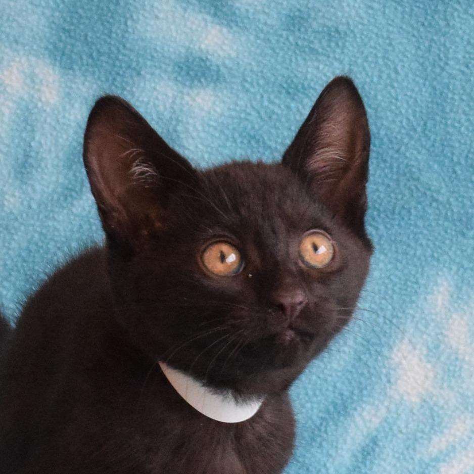 Enlarge Diesel, a Adoptable Domestic Short Hair in Eureka, CA image 3/3