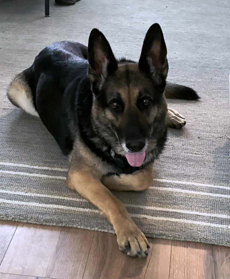 Baghira, Adoptable, Adult Female German Shepherd Dog.