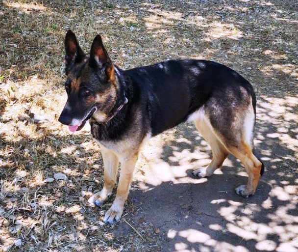 Baghira, a Adoptable German Shepherd Dog in Pleasant Grove, CA image 2/4