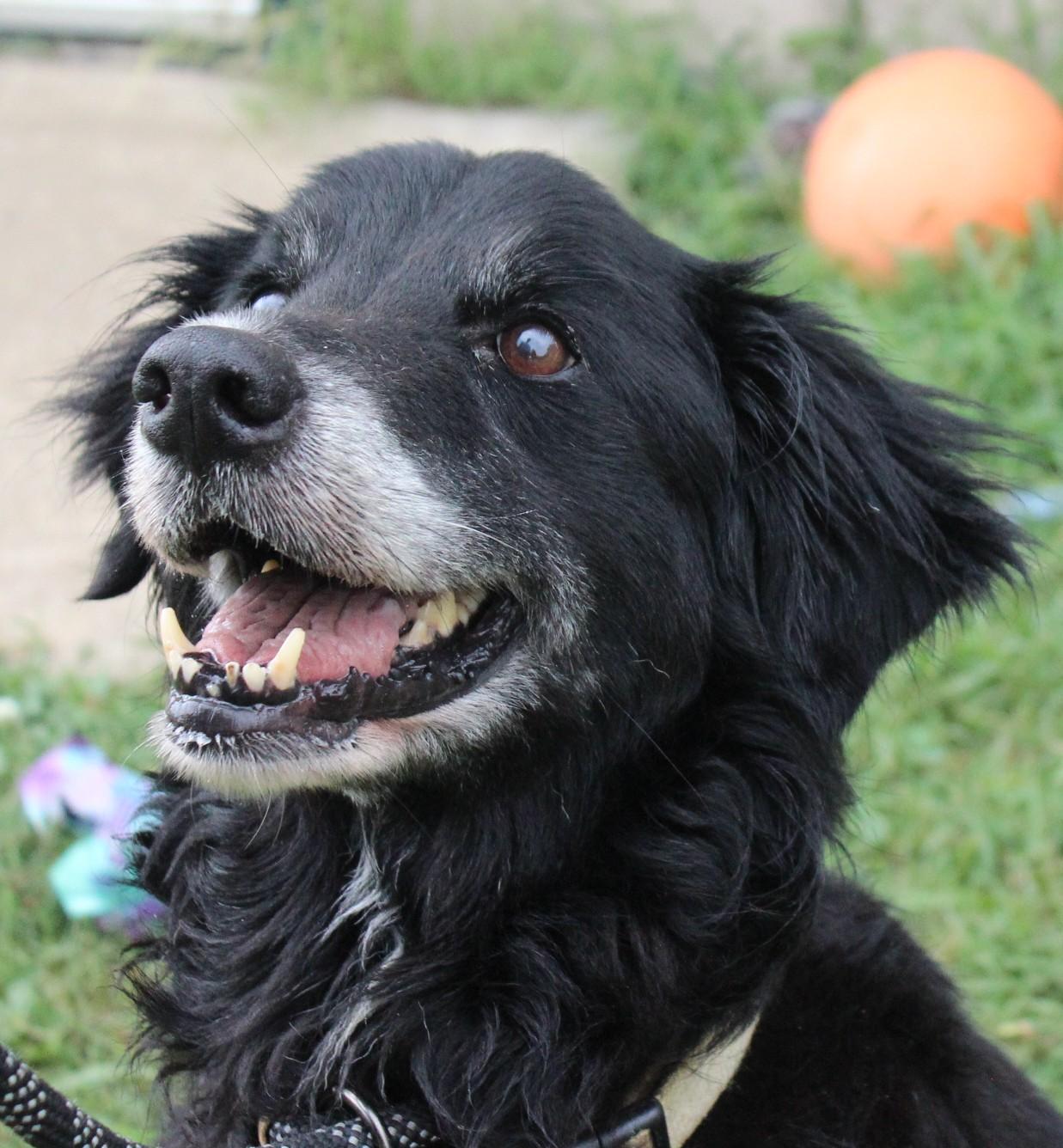 Enlarge GRACIE, a ADOPTABLE mixed breed in Claremore, OK image 1/3