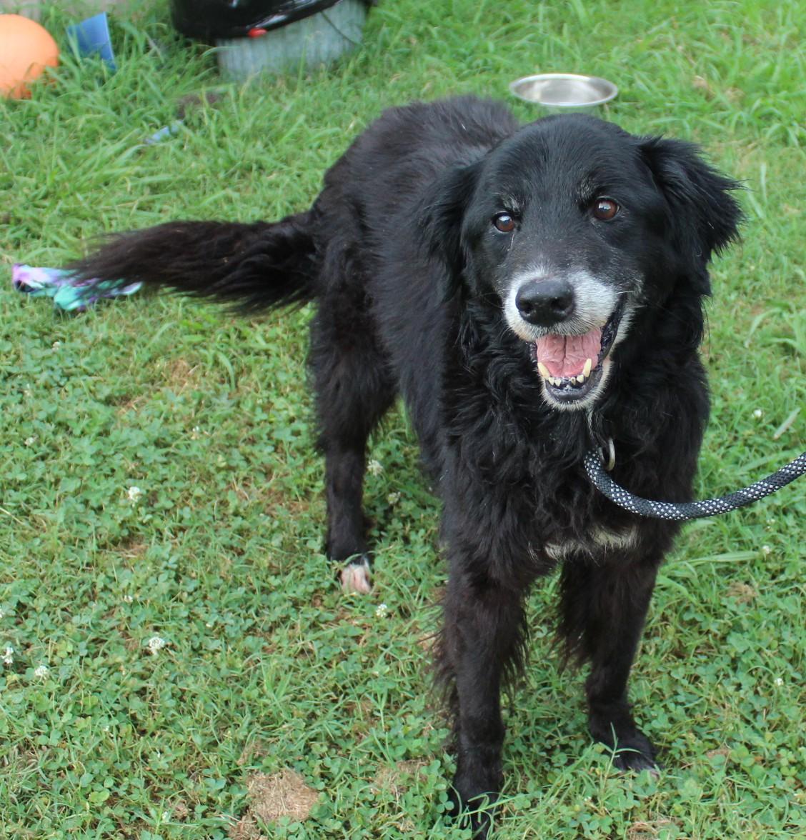 Enlarge GRACIE, a ADOPTABLE mixed breed in Claremore, OK image 2/3