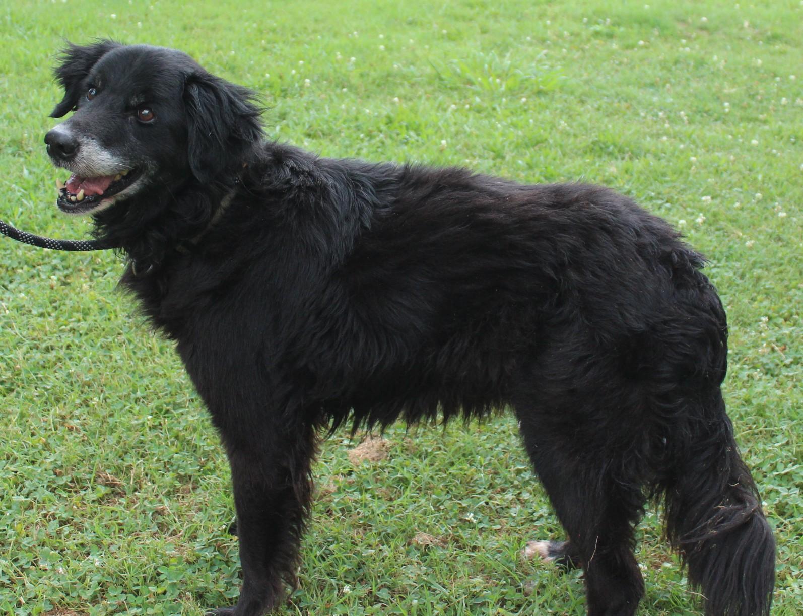 Enlarge GRACIE, a ADOPTABLE mixed breed in Claremore, OK image 3/3