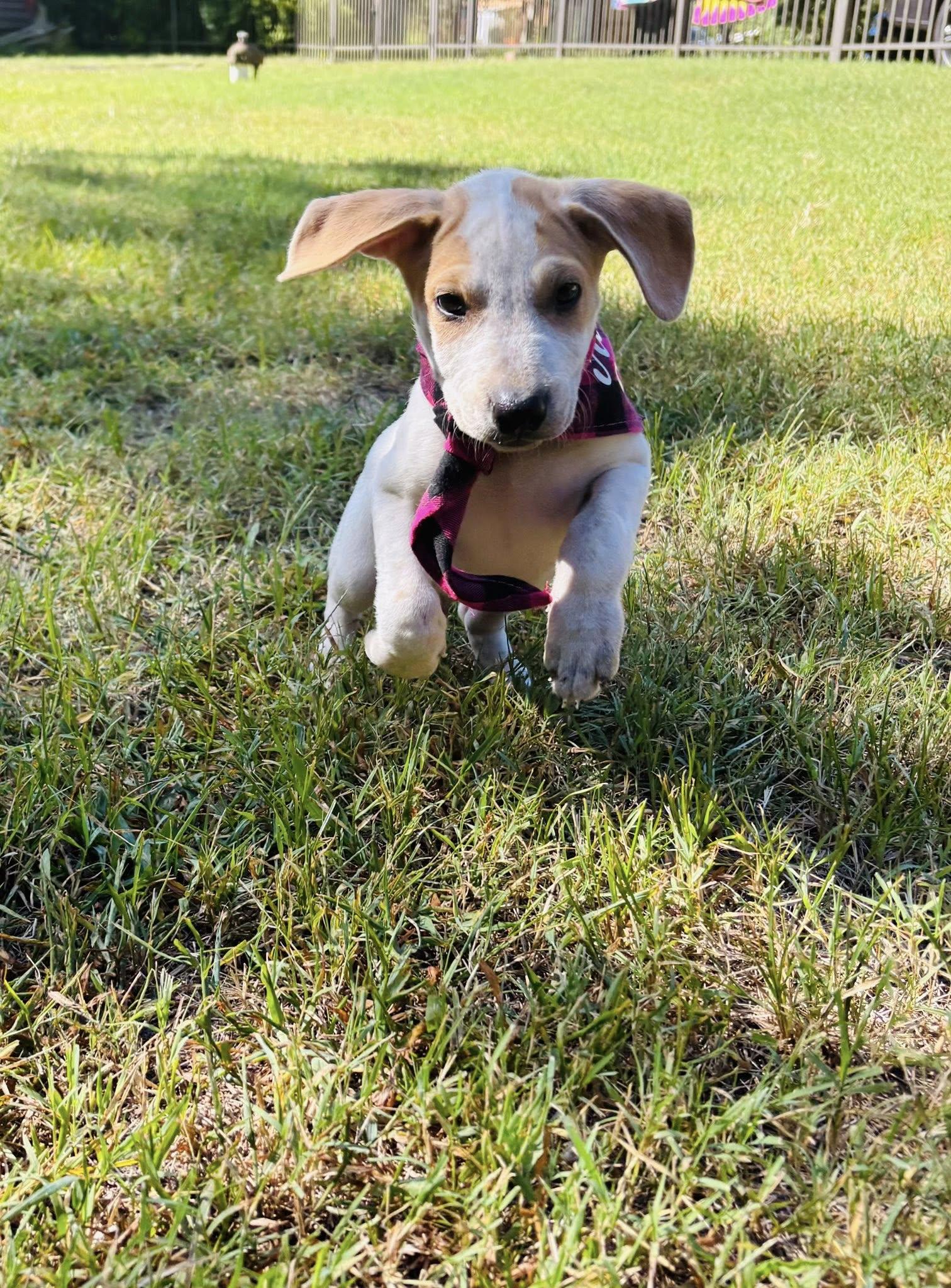 Baby Buster
