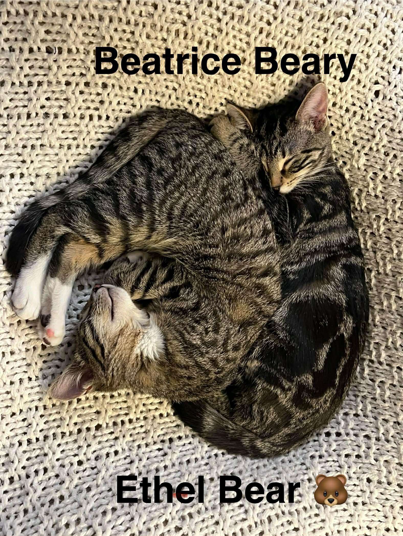 Enlarge Beatrice, a Adoptable Domestic Short Hair in Winnipeg, MB image 2/5