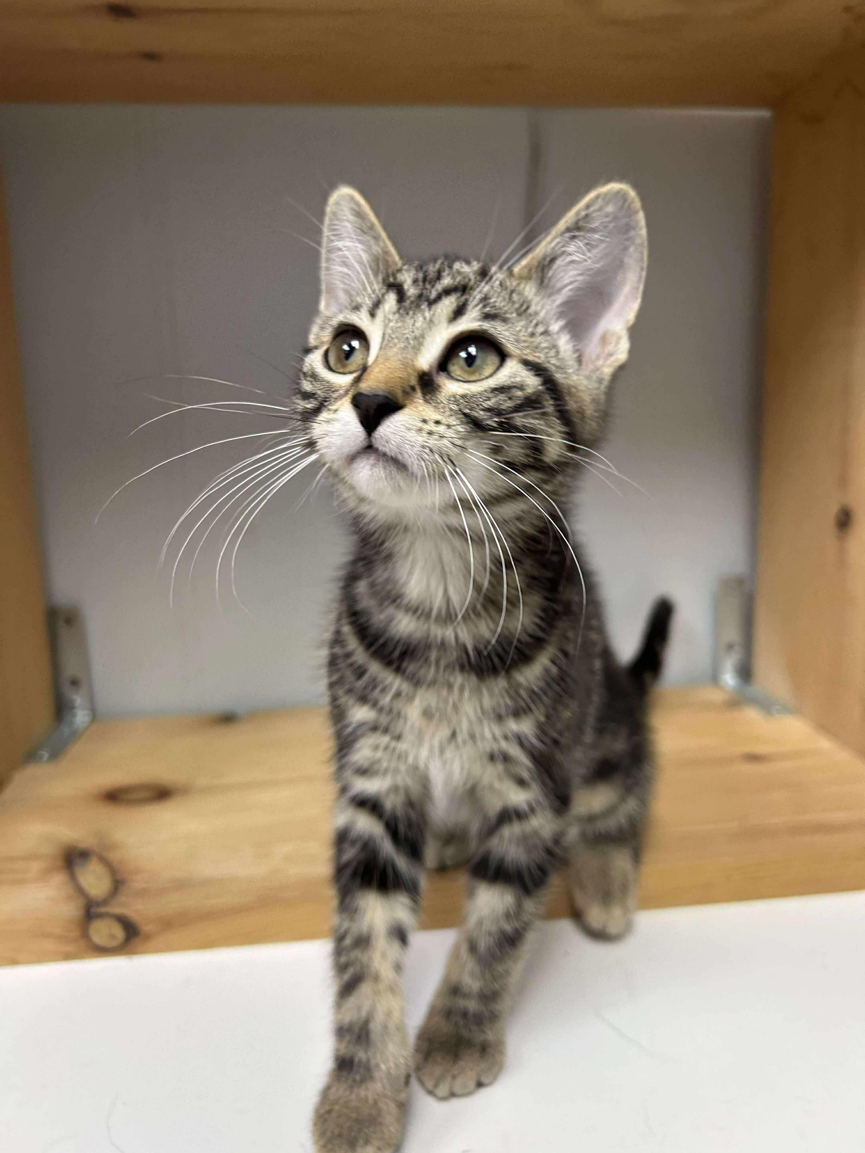 Beatrice, an adoptable Domestic Short Hair in Winnipeg, MB, R2L 0L6 | Photo Image 4