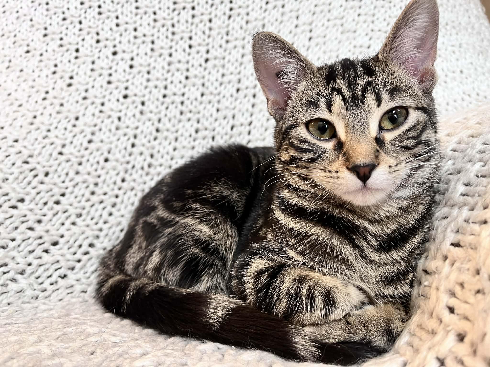 Beatrice, Adoptable, Kitten Female Domestic Short Hair.