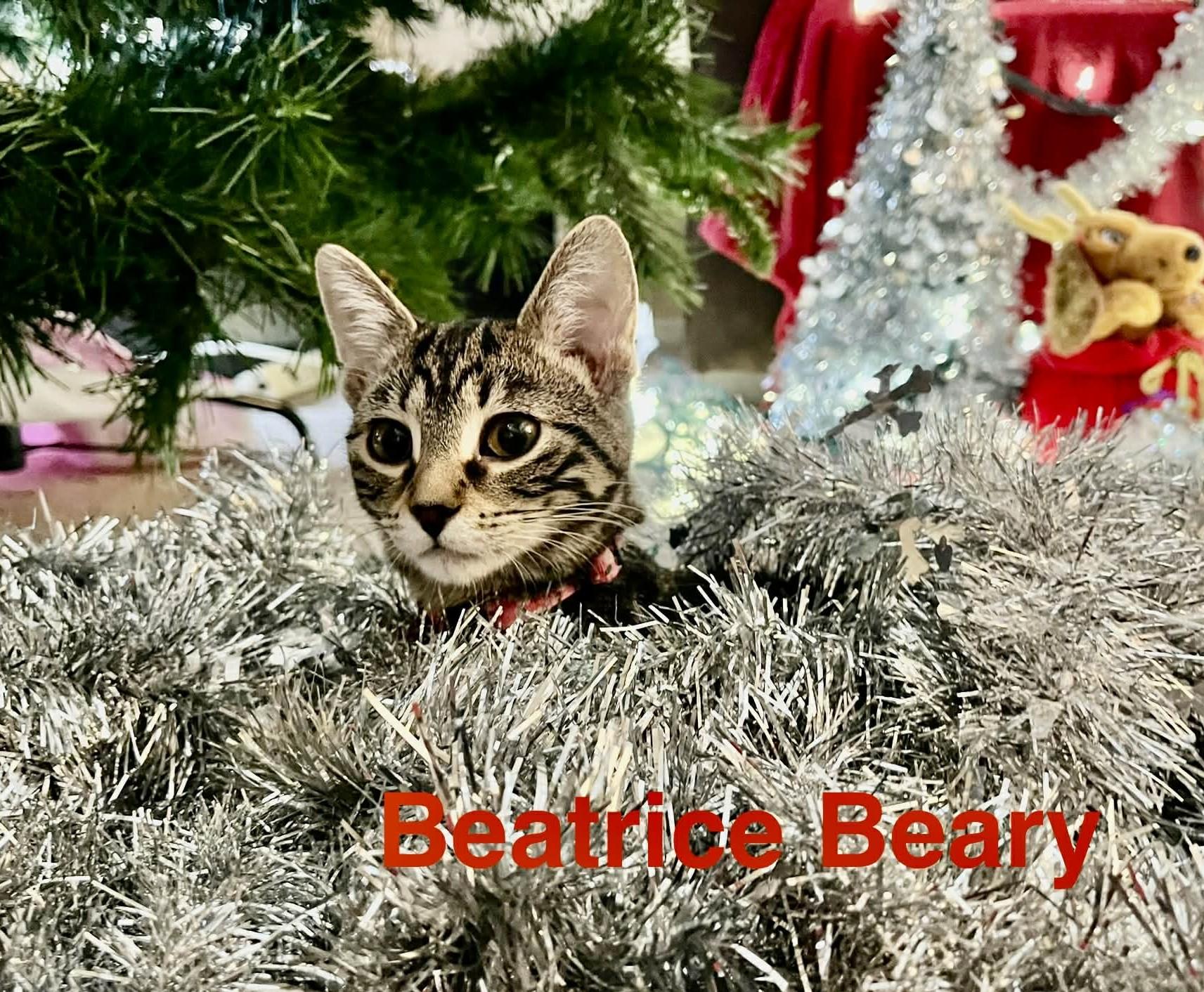 Enlarge Beatrice, a Adoptable Domestic Short Hair in Winnipeg, MB image 1/5