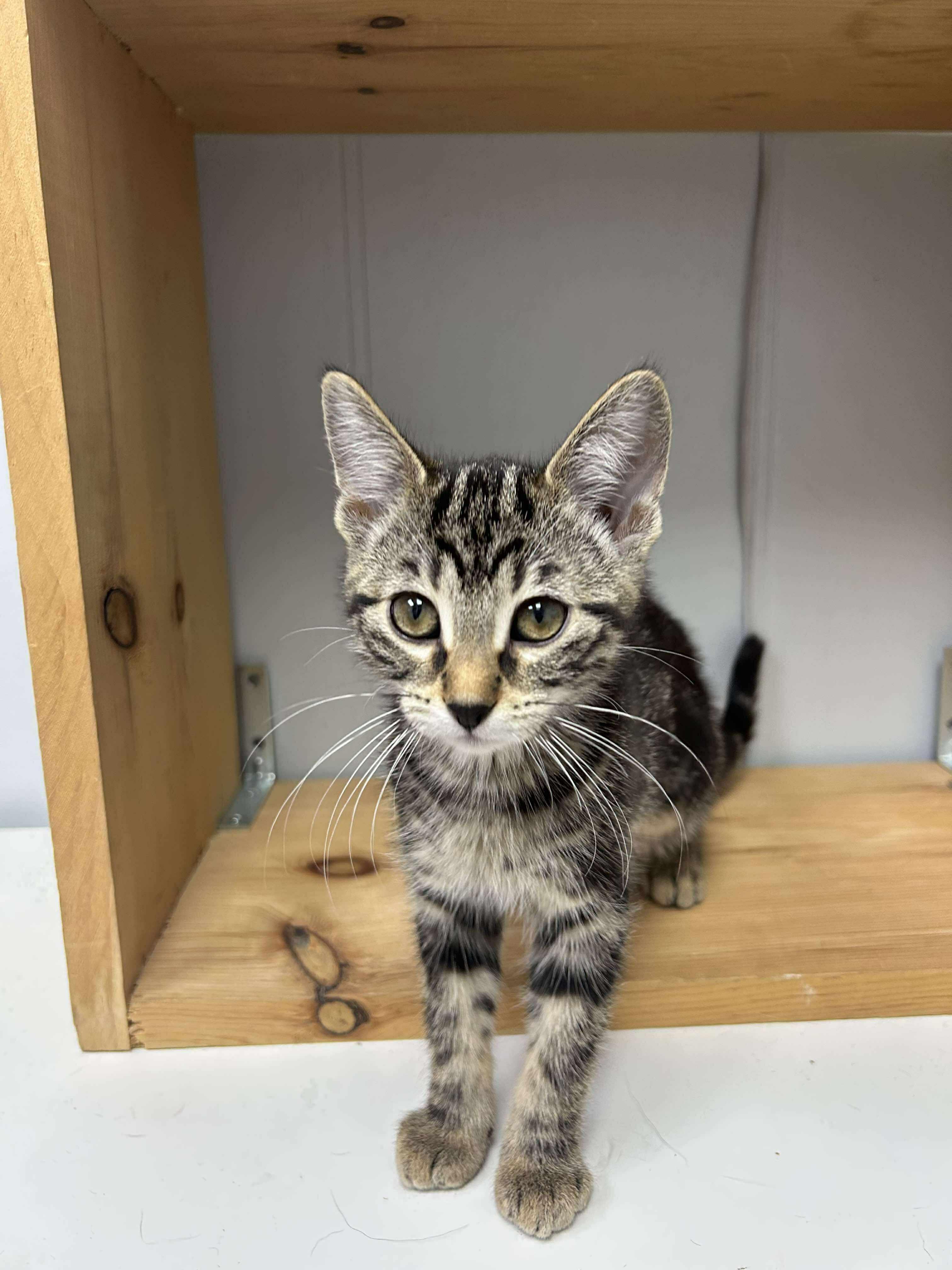 Beatrice, an adoptable Domestic Short Hair in Winnipeg, MB, R2L 0L6 | Photo Image 5