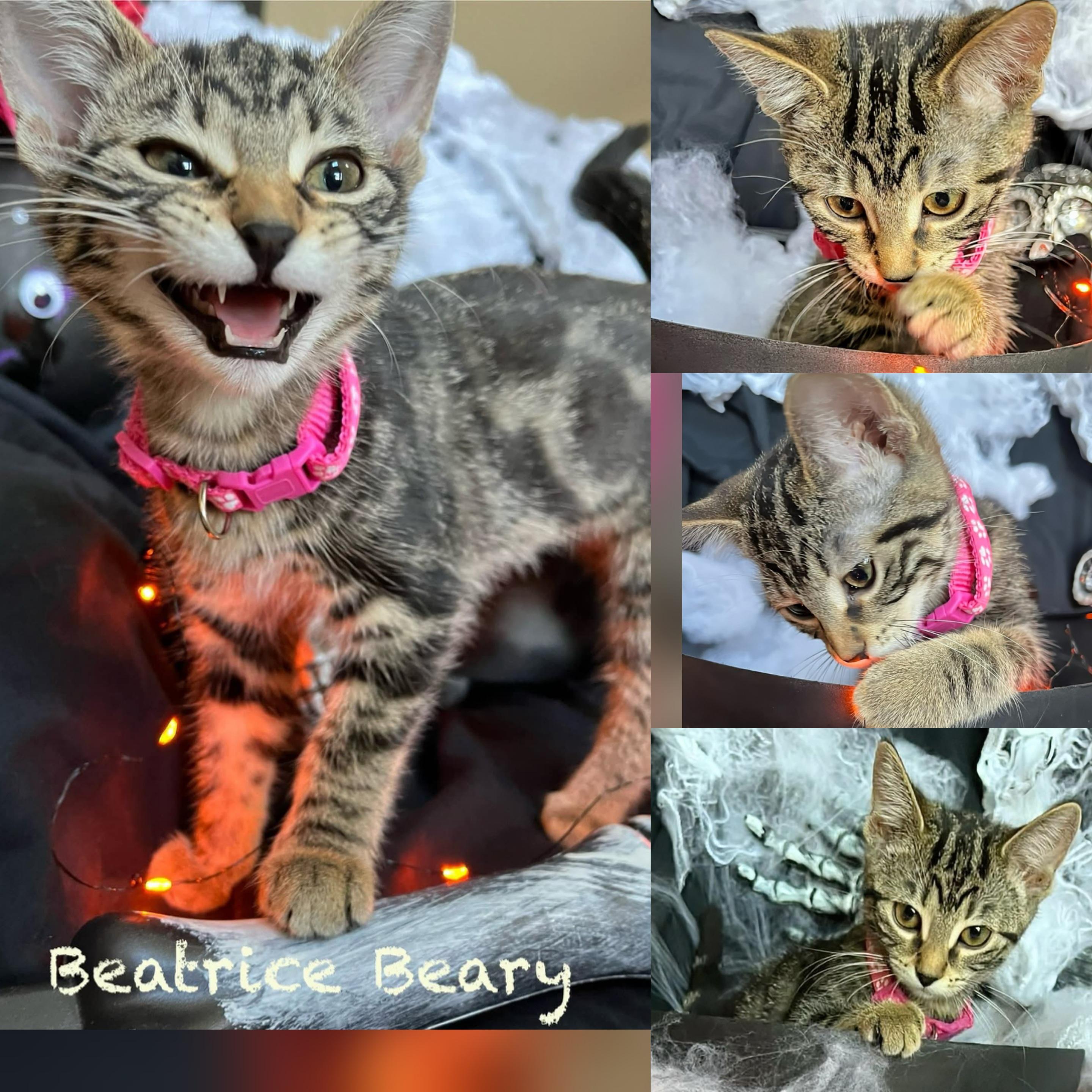 Beatrice, a Adoptable Domestic Short Hair in Winnipeg, MB image 4/6