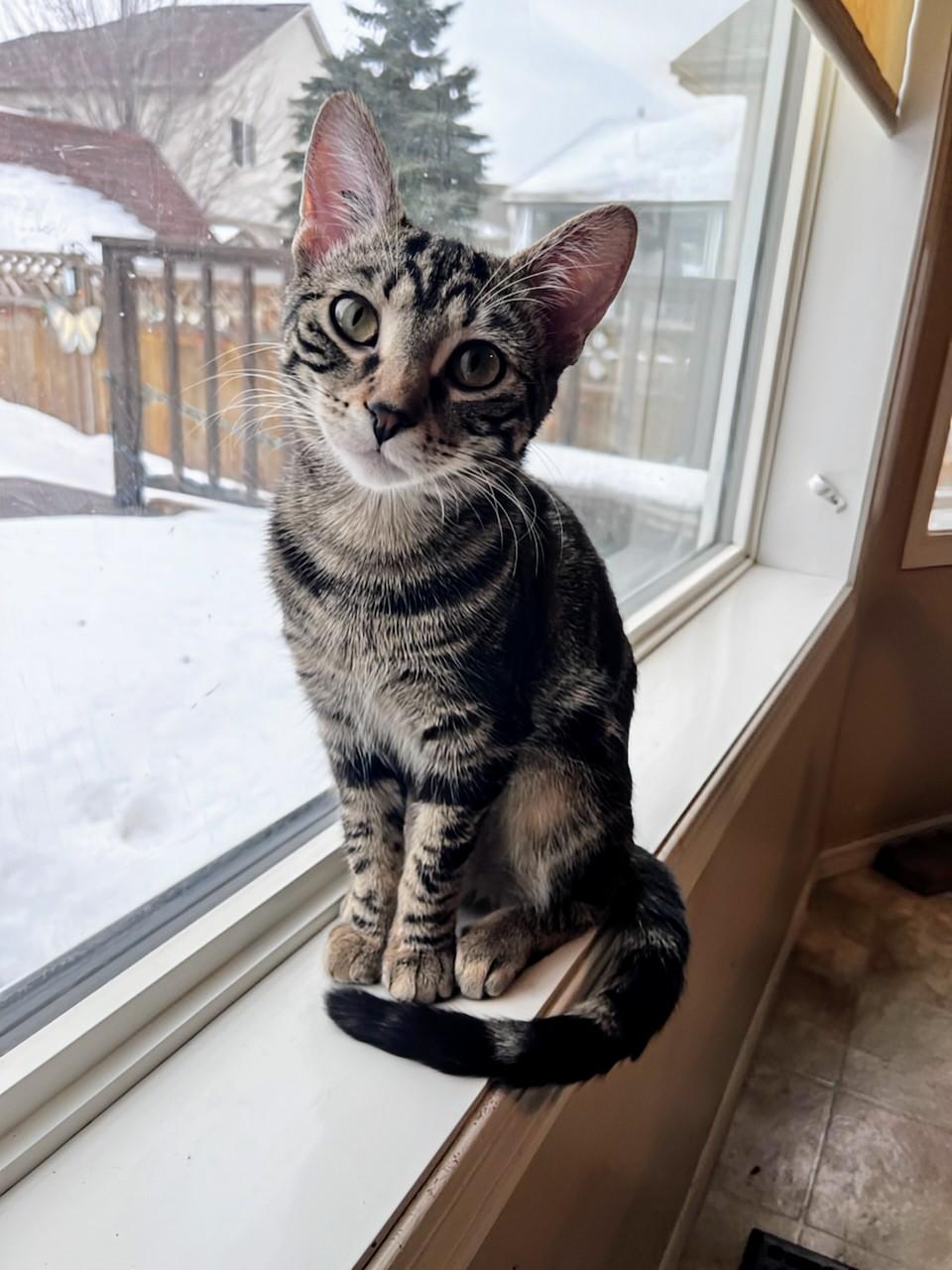 Enlarge Beatrice, an adopted Domestic Short Hair in Winnipeg, MB image 2/6