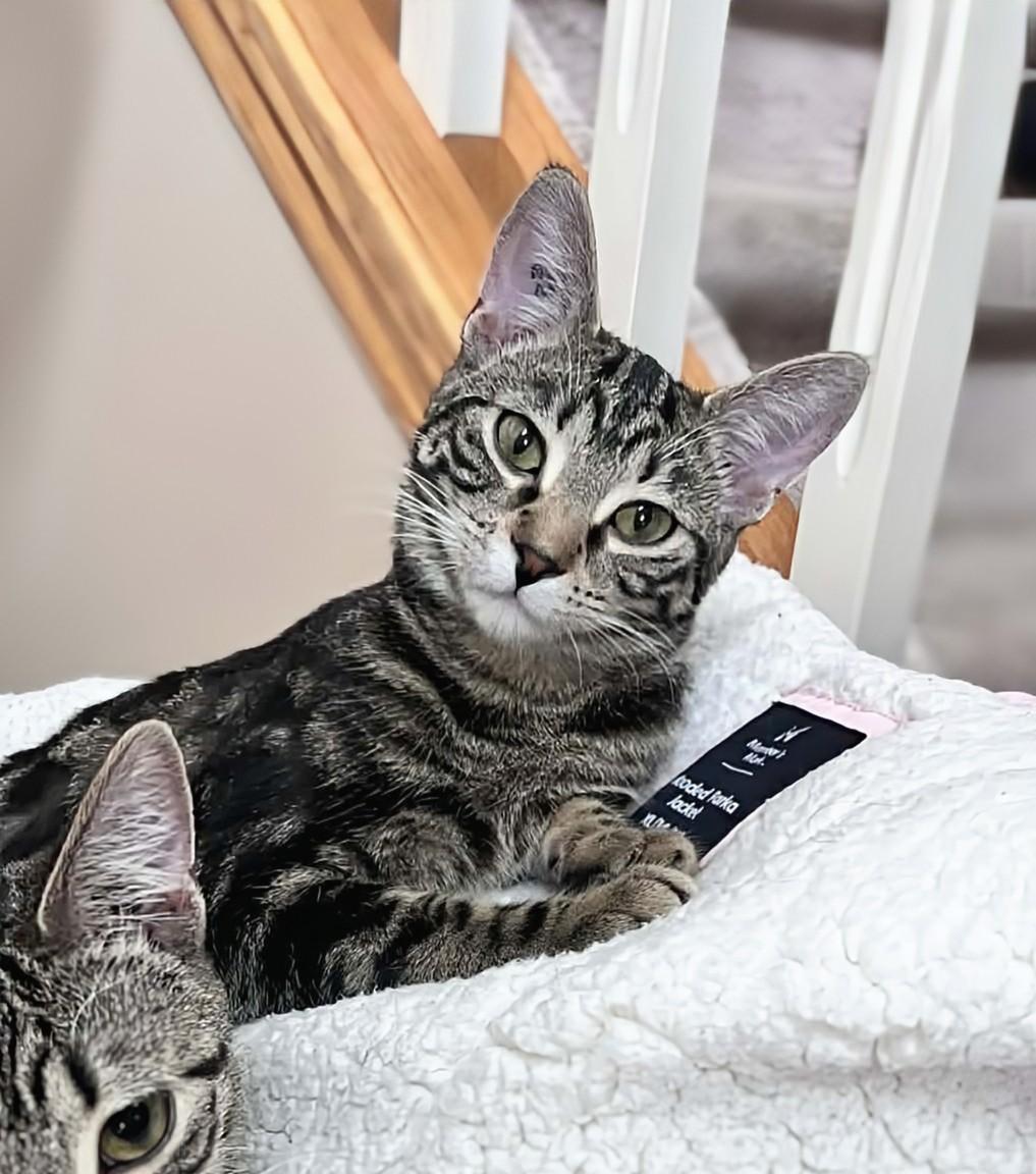 Enlarge Beatrice, an adopted Domestic Short Hair in Winnipeg, MB image 1/6