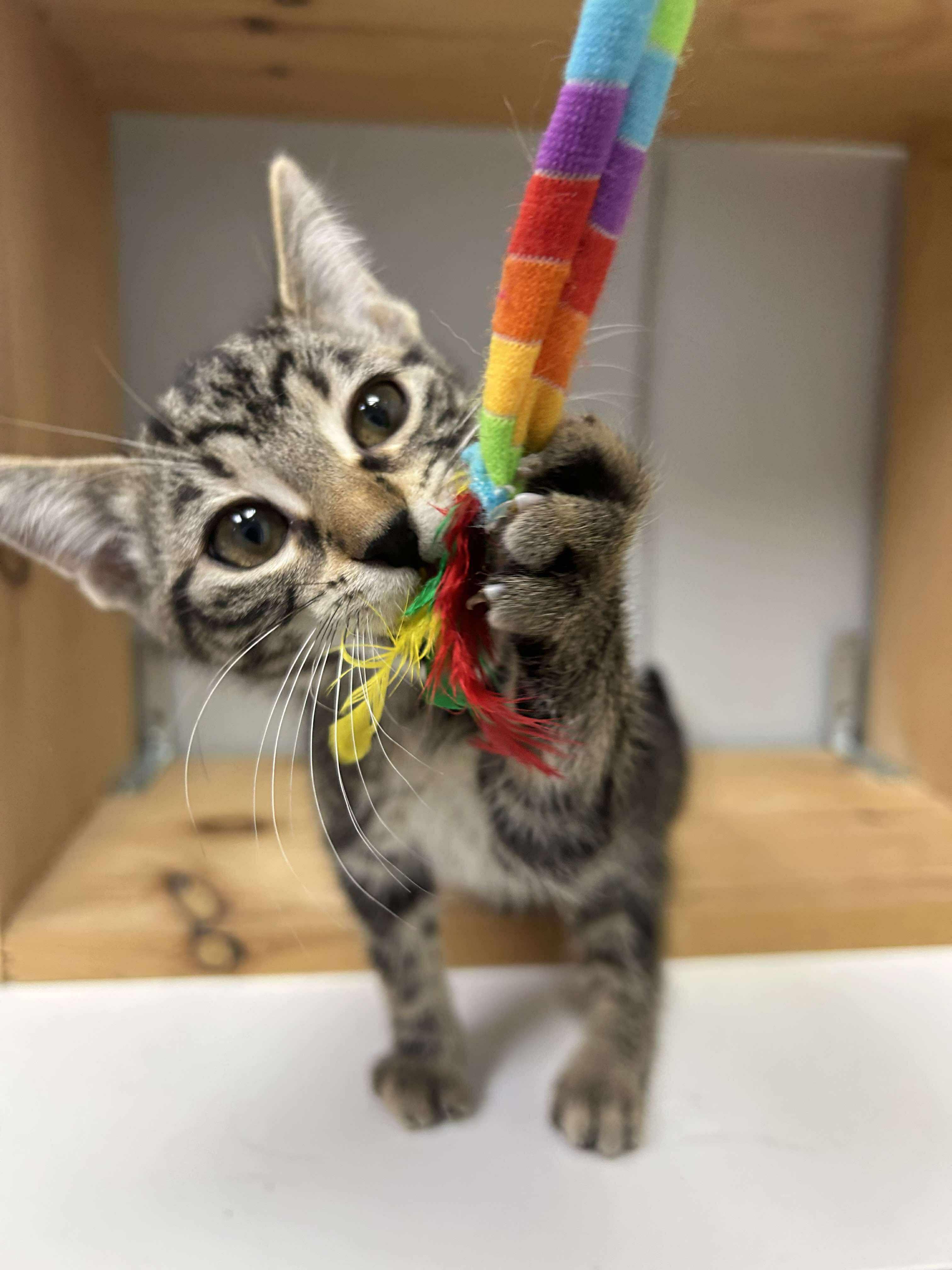 Beatrice, an adoptable Domestic Short Hair in Winnipeg, MB, R2L 0L6 | Photo Image 3