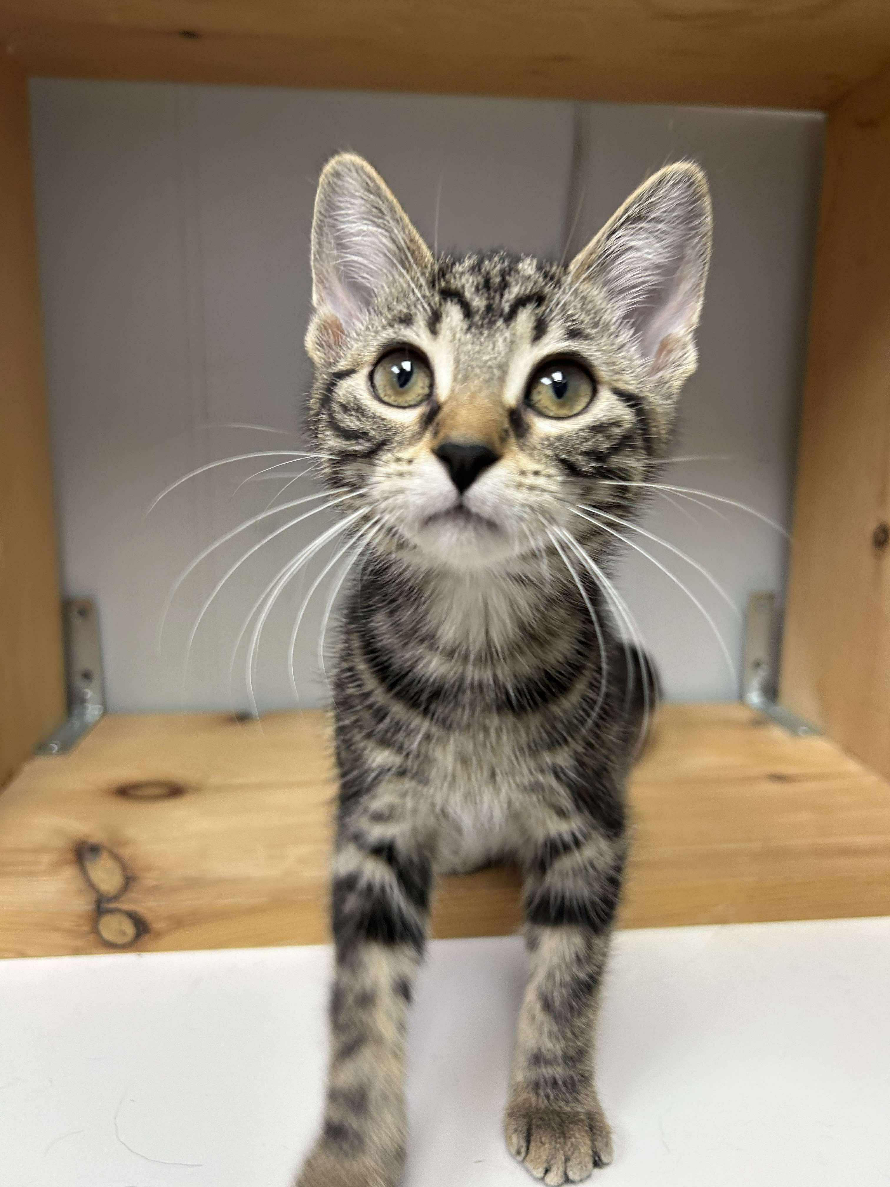 Beatrice, a Adoptable Domestic Short Hair in Winnipeg, MB image 6/6